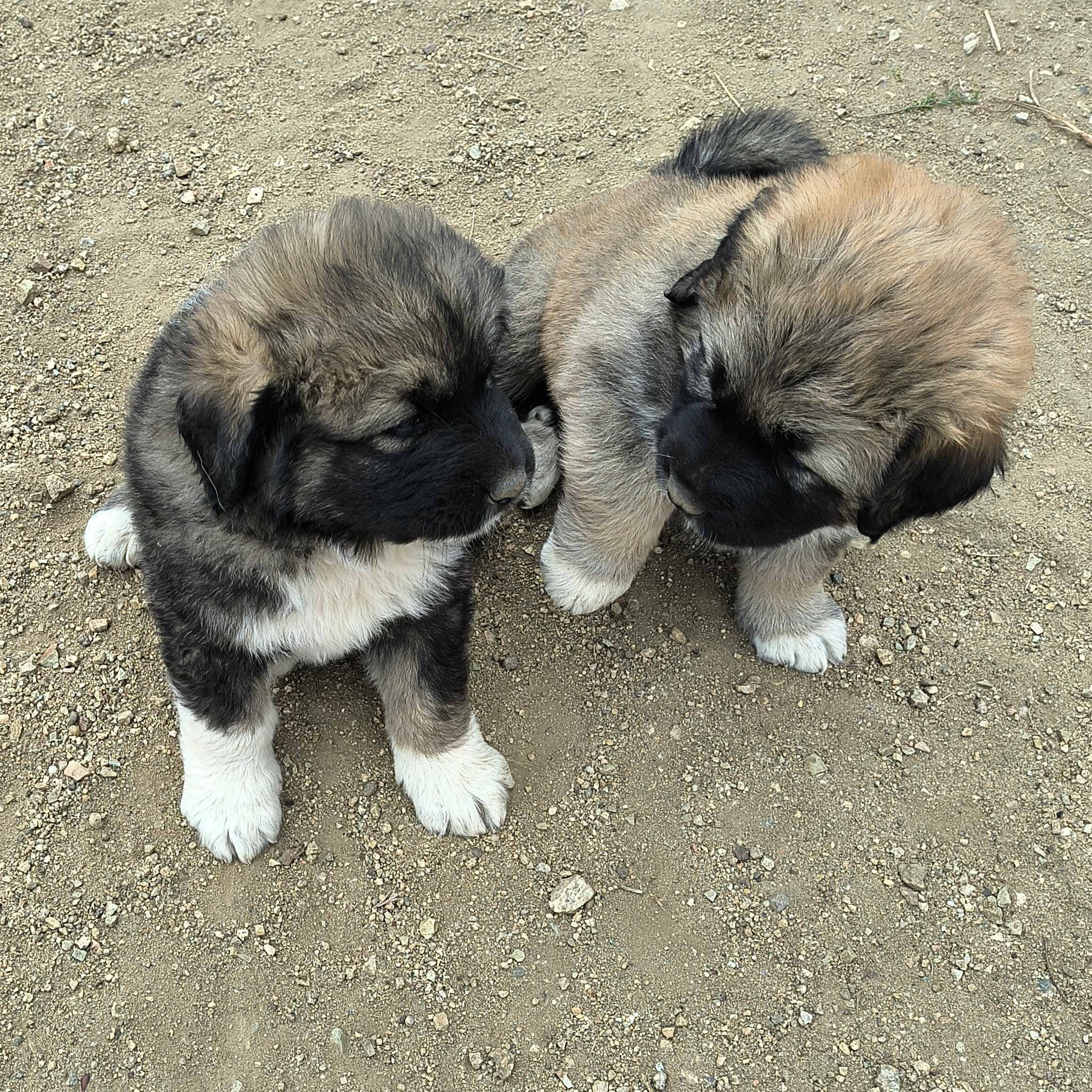 Half Tibetan Mastiff & Half Caucasian Shepard pups image 2