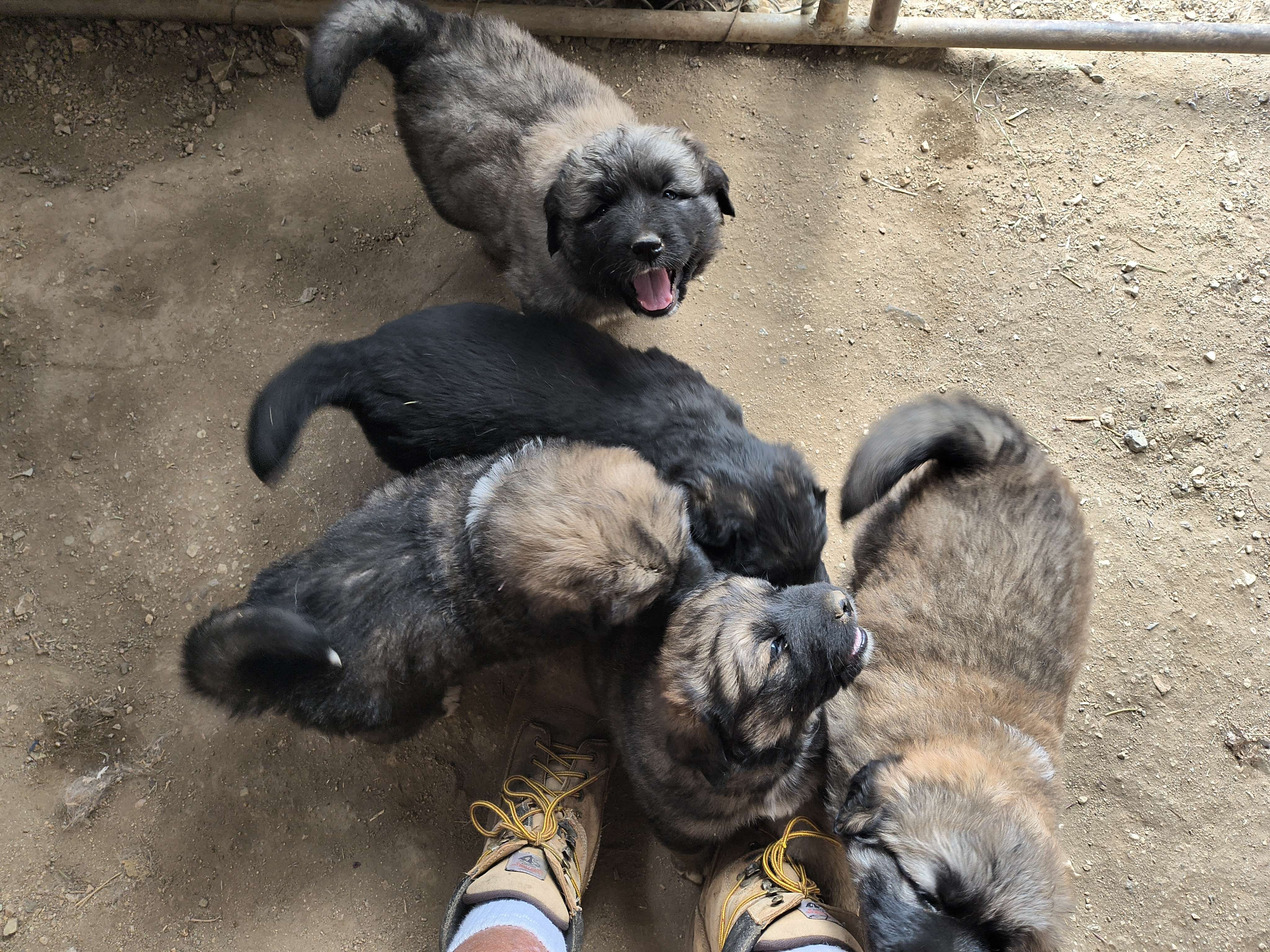Half Tibetan Mastiff & Half Caucasian Shepard pups image 1