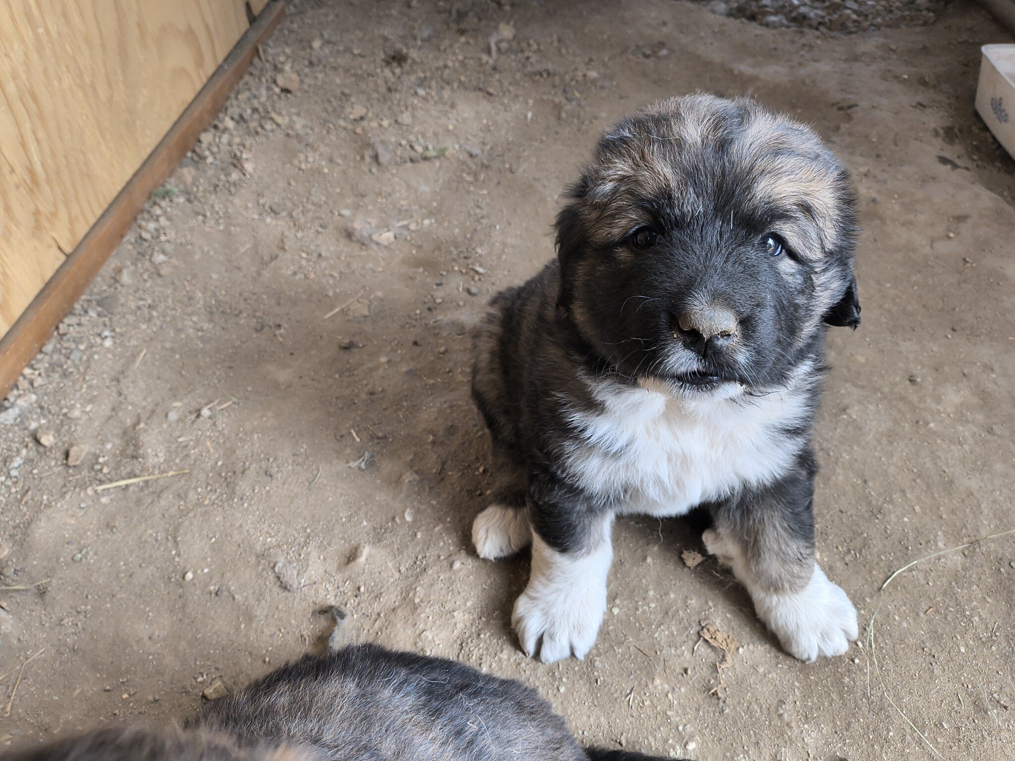 Half Tibetan Mastiff & Half Caucasian Shepard pups image 3