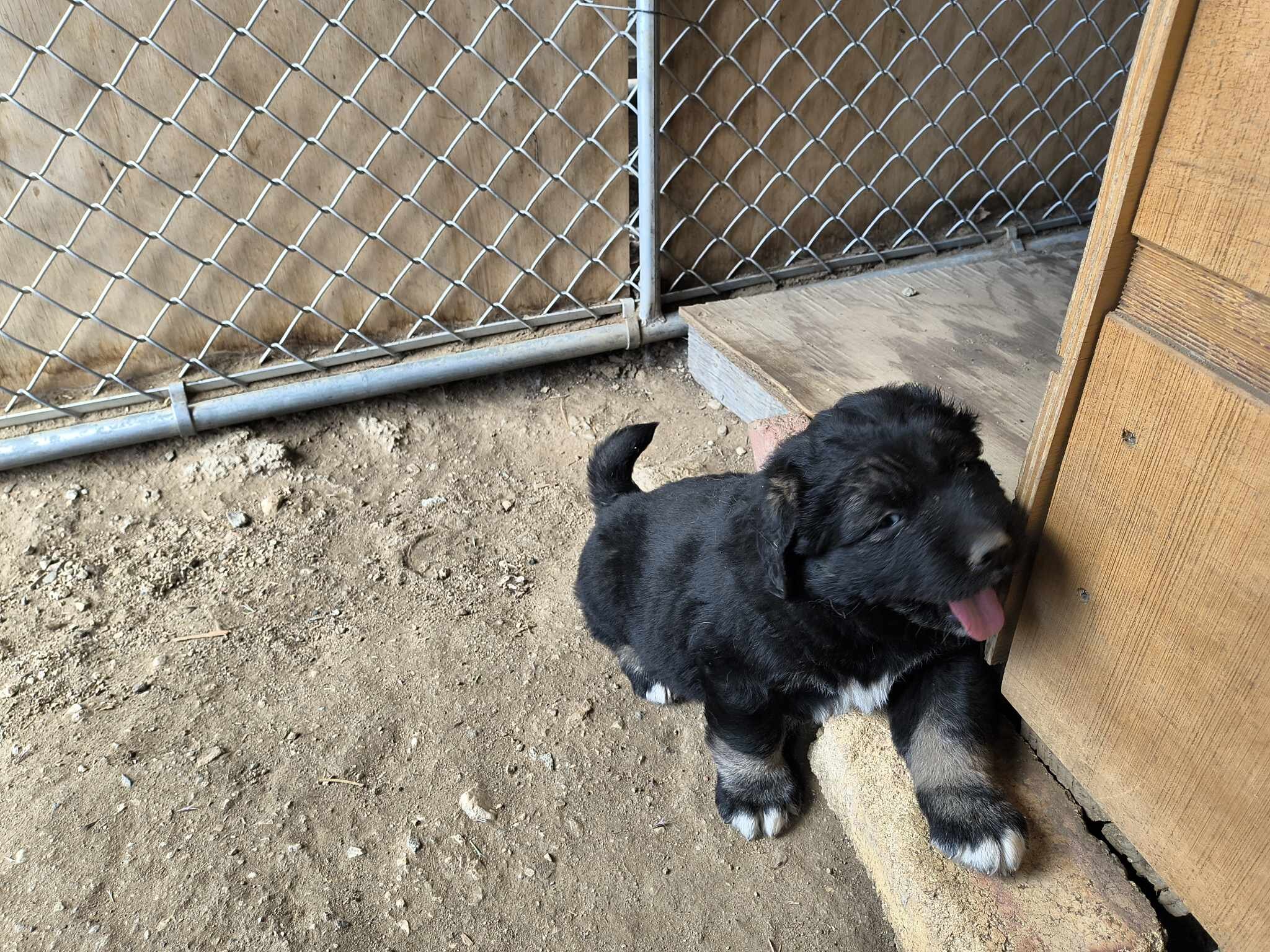 Half Tibetan Mastiff & Half Caucasian Shepard pups image 5
