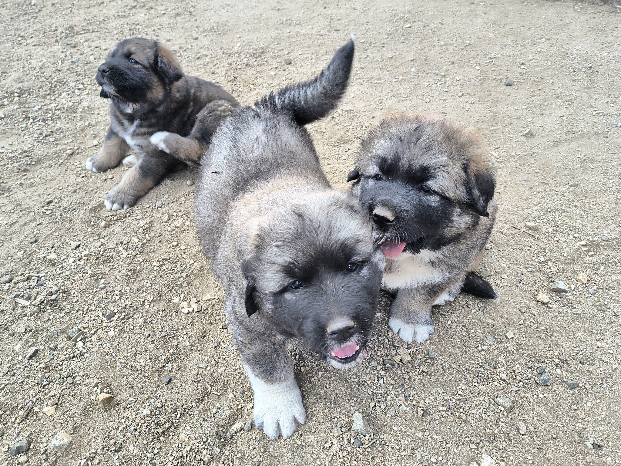 Half Tibetan Mastiff & Half Caucasian Shepard pups image 7