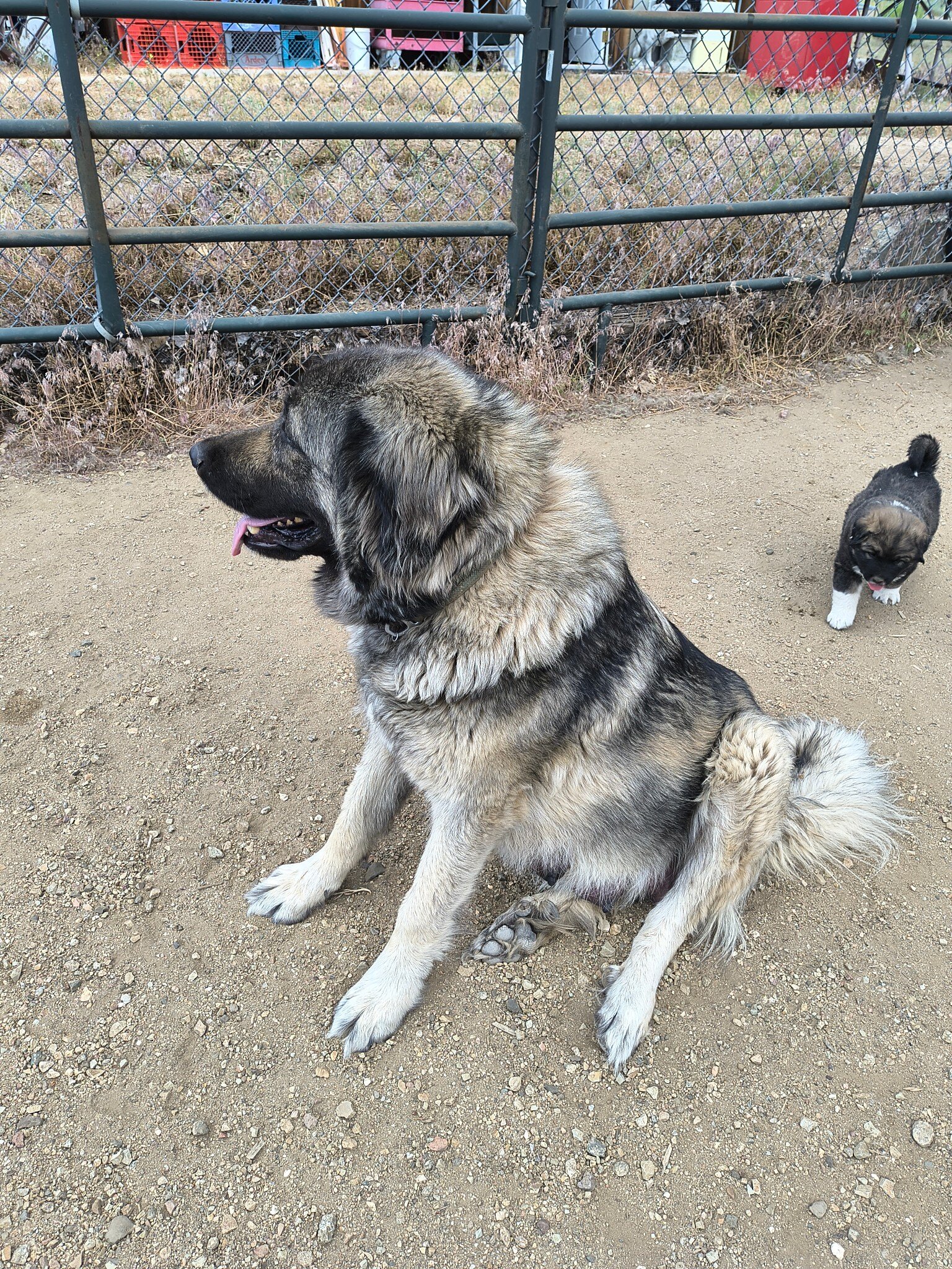 Half Tibetan Mastiff & Half Caucasian Shepard pups image 10