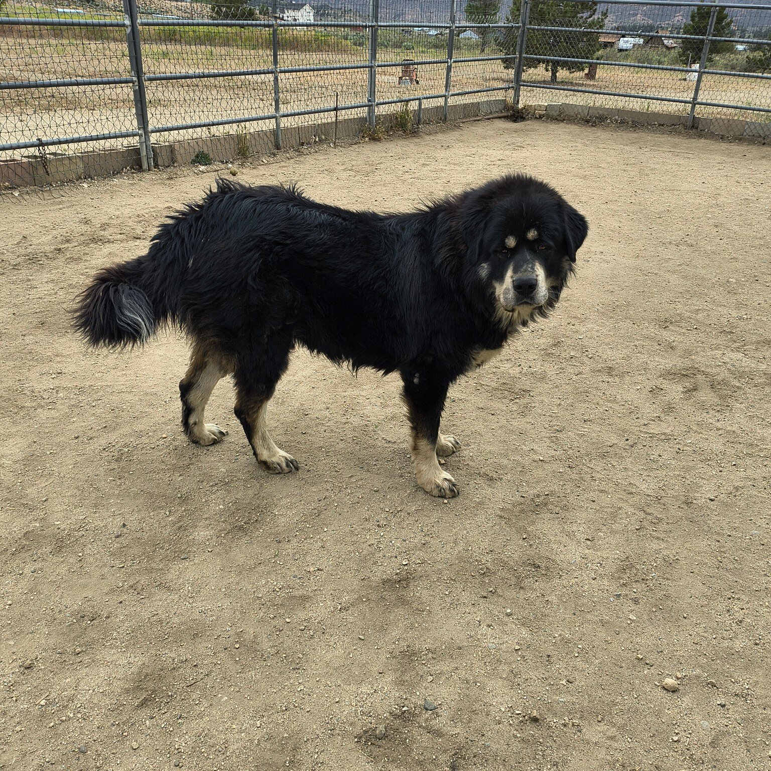 Half Tibetan Mastiff & Half Caucasian Shepard pups image 9