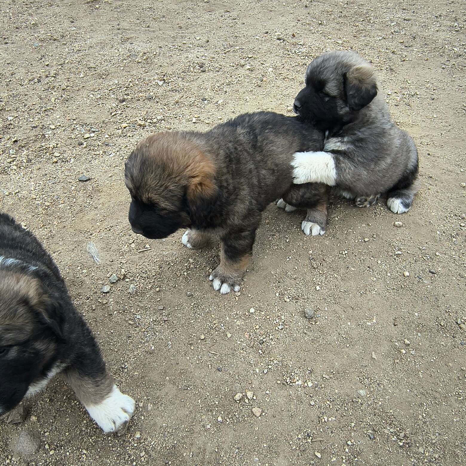 Half Tibetan Mastiff & Half Caucasian Shepard pups image 8