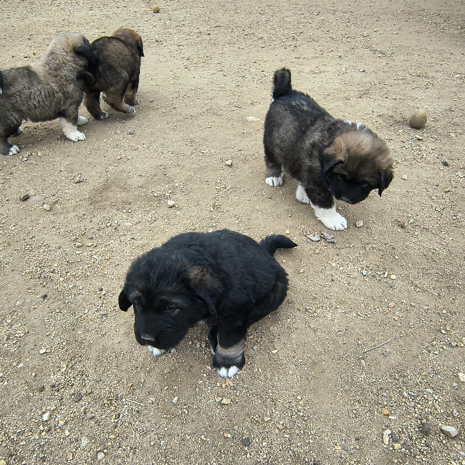 Half Tibetan Mastiff & Half Caucasian Shepard pups image 6