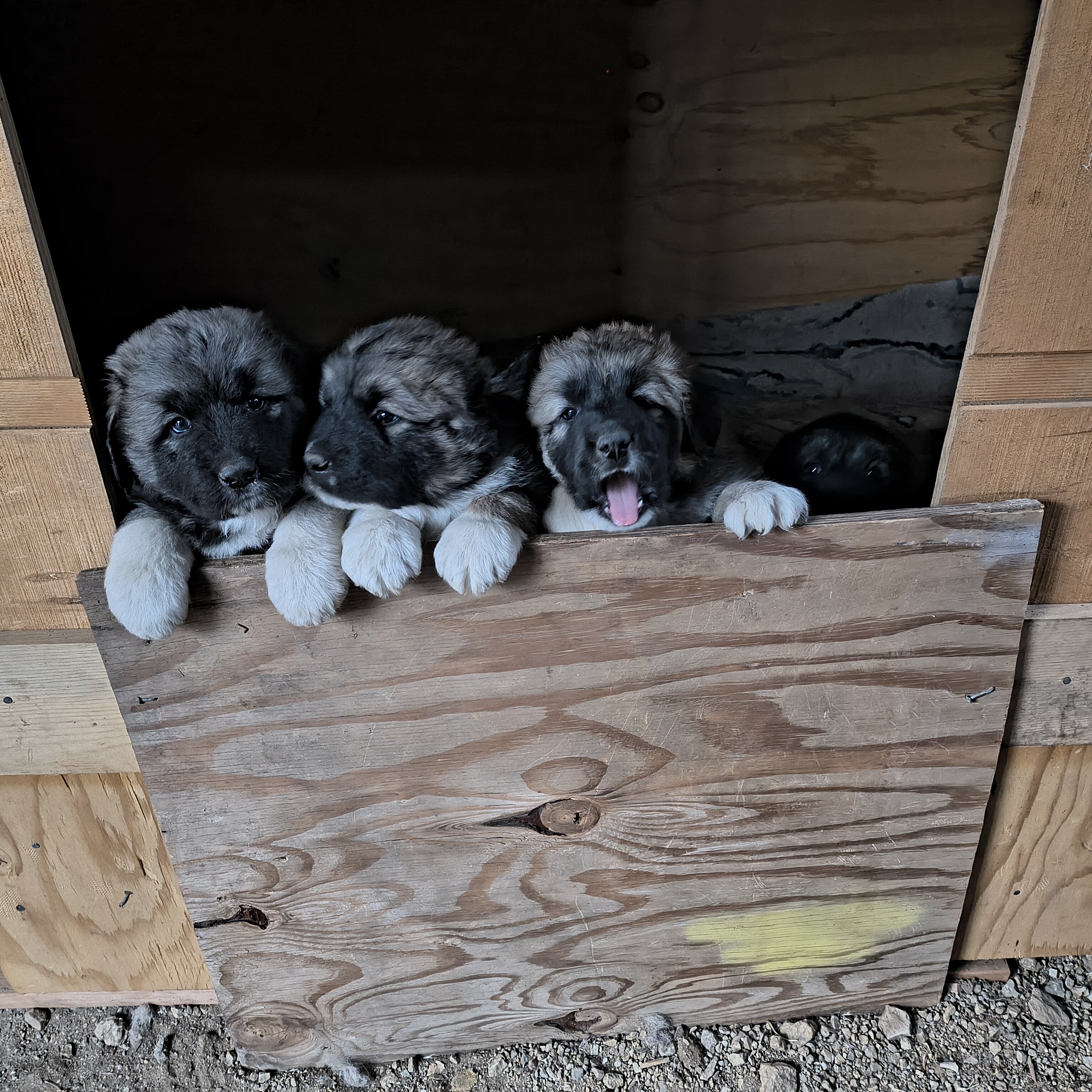 Half Tibetan Mastiff & Half Caucasian Shepard pups image 4
