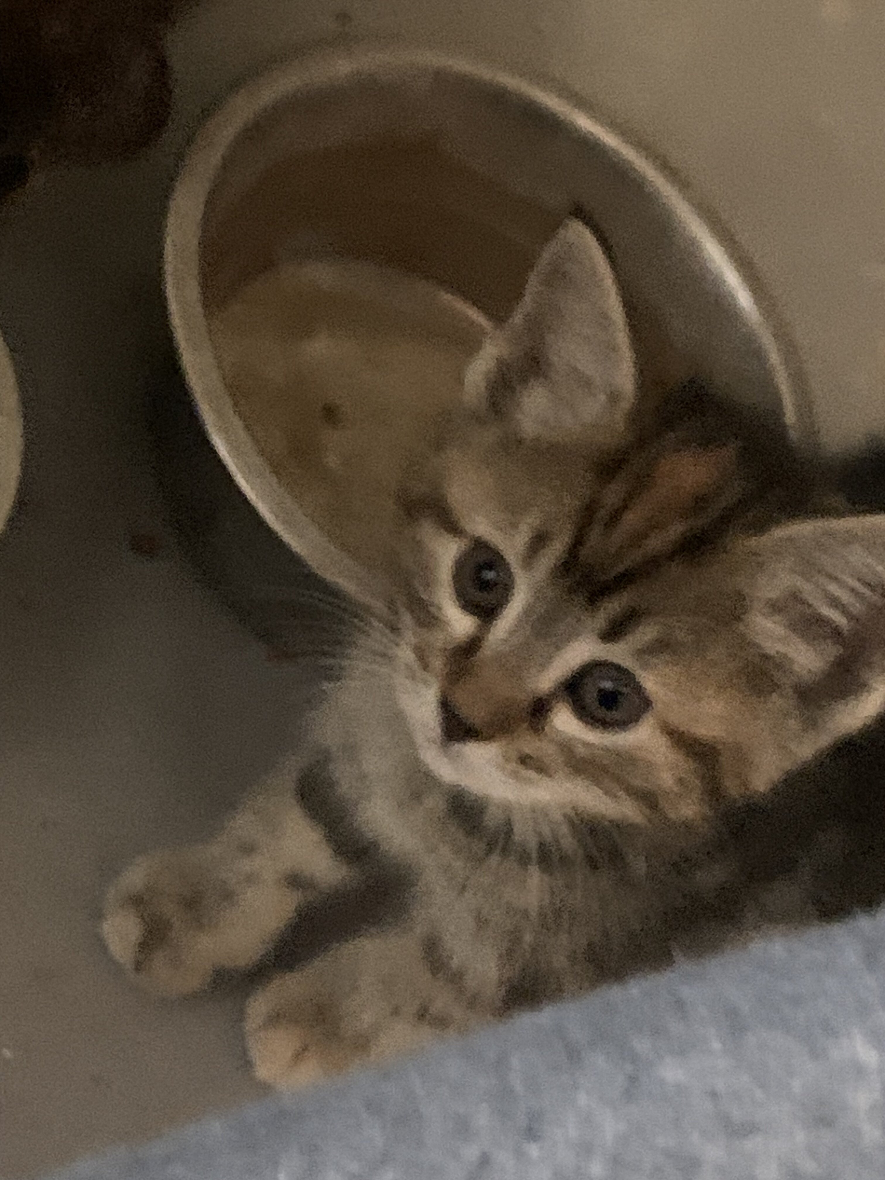 Kittens image 1