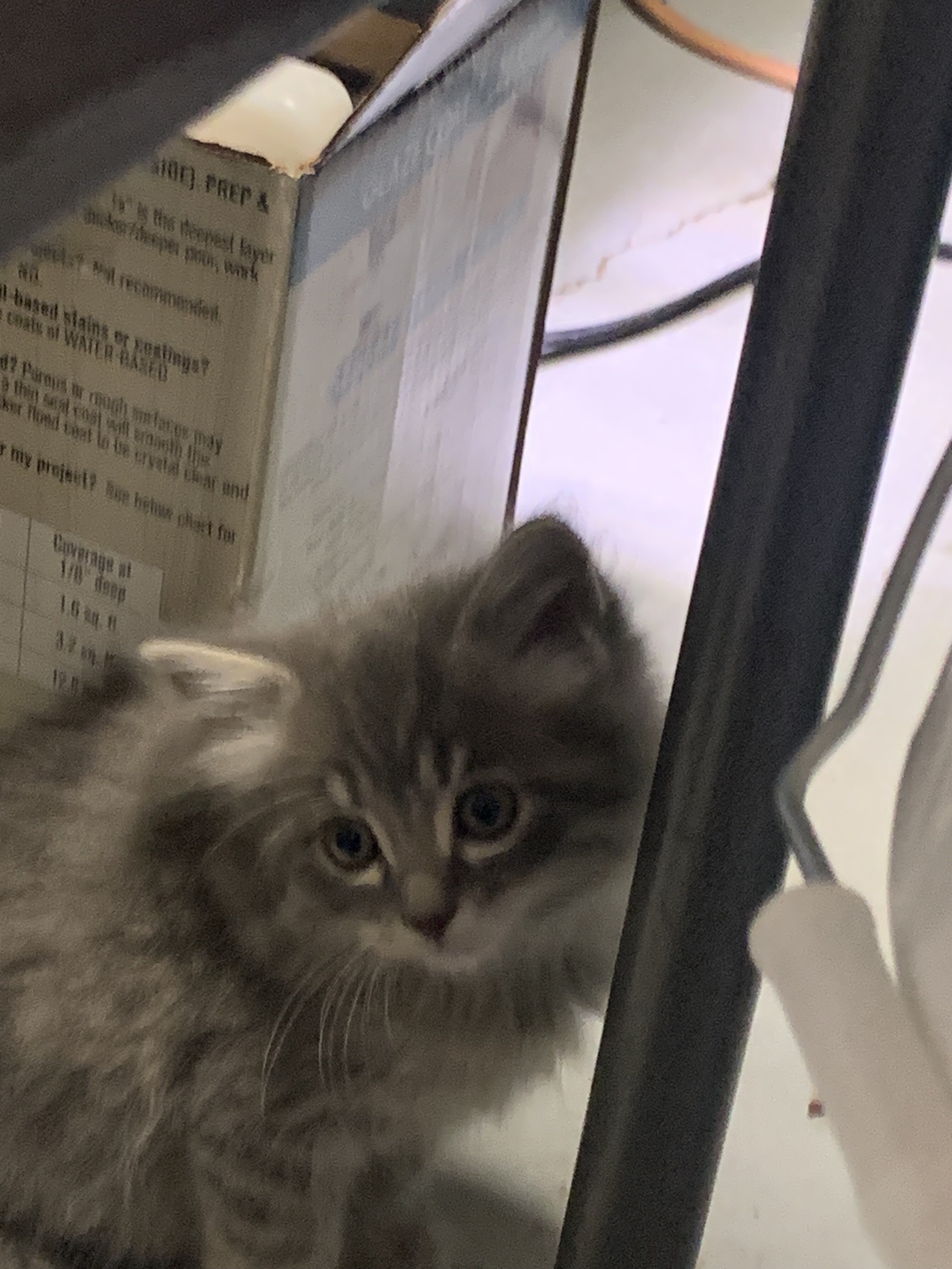 Kittens image 2