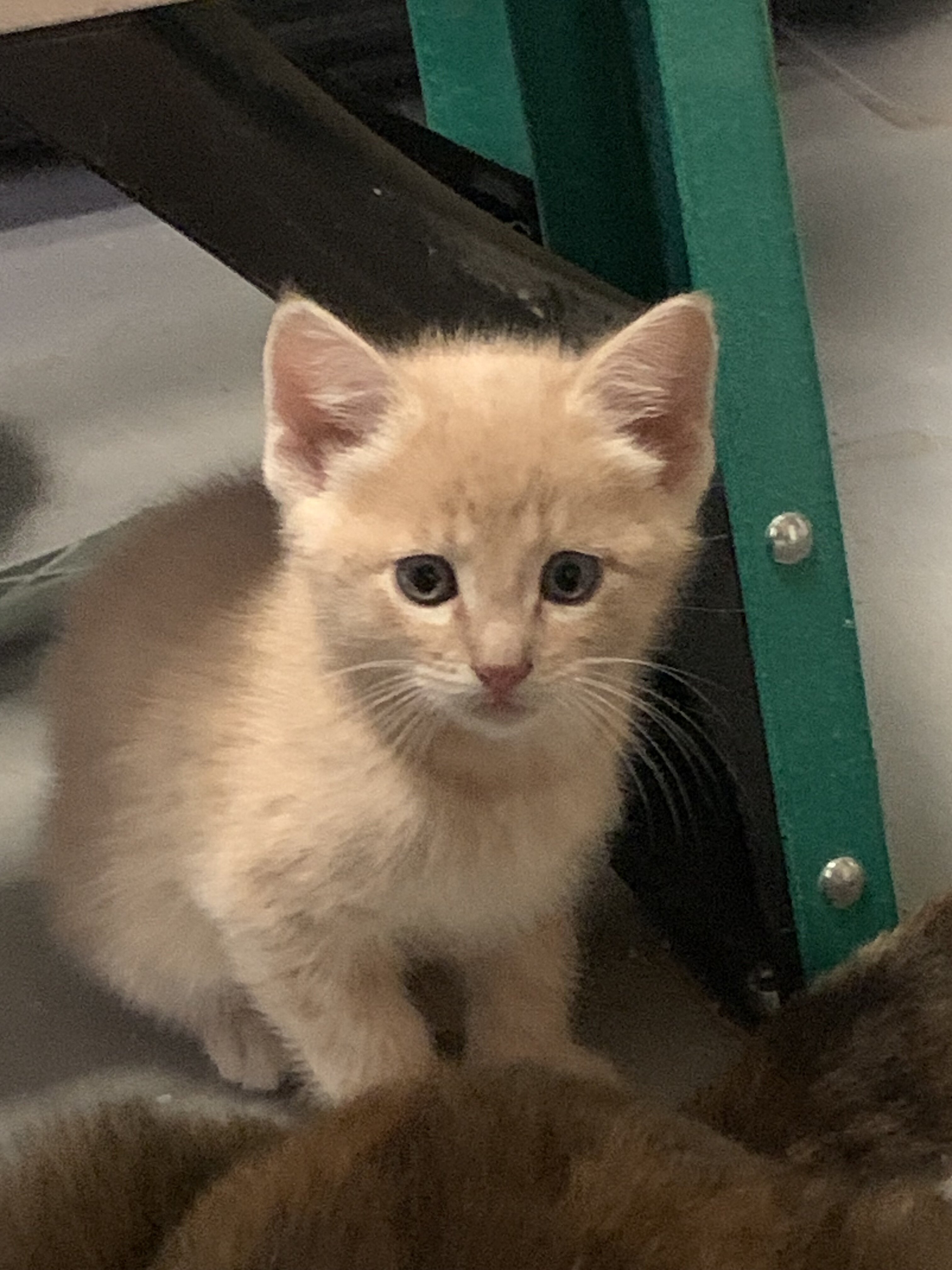 Kittens image 3