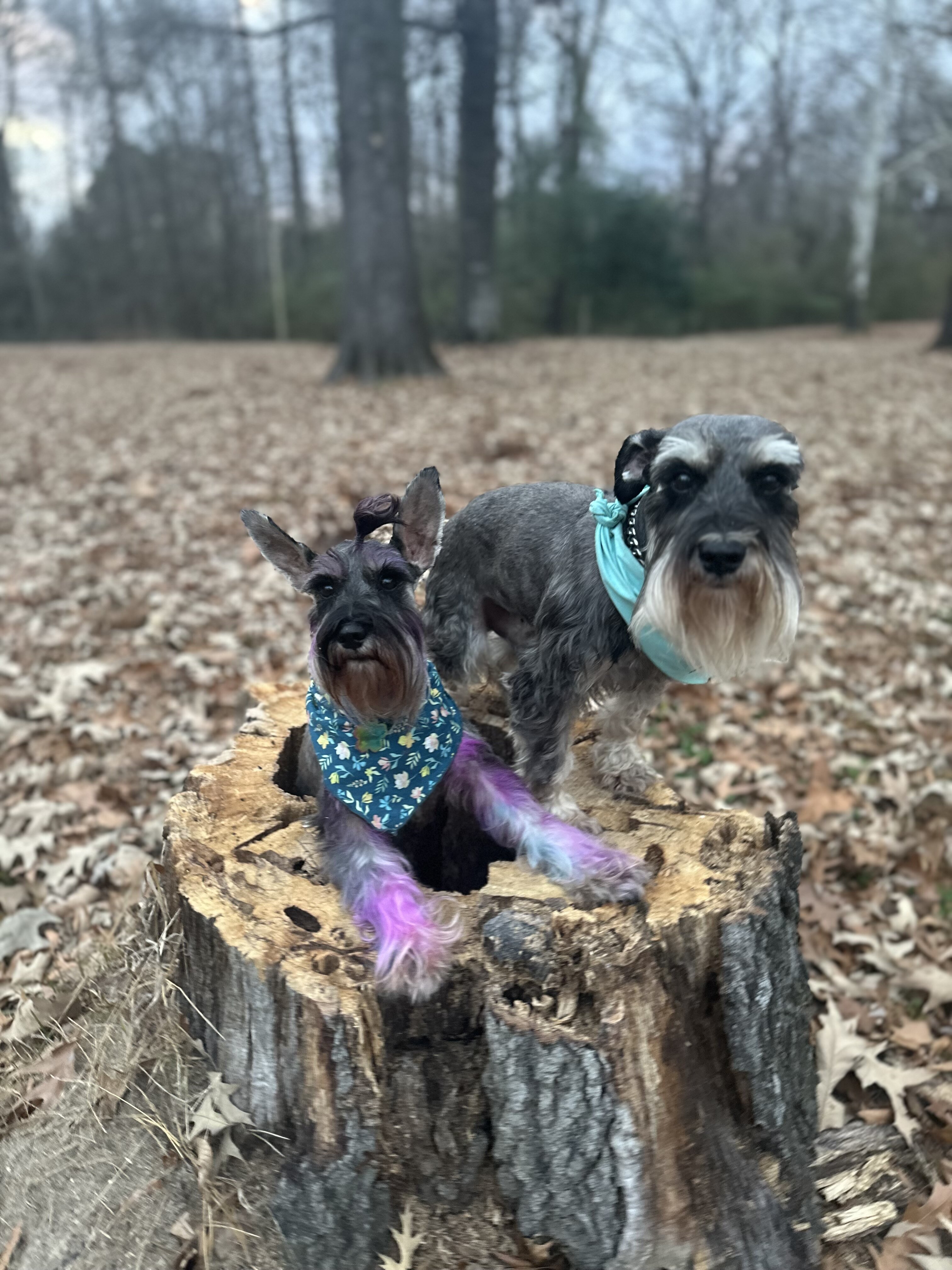 Miniature Schnauzers image 7
