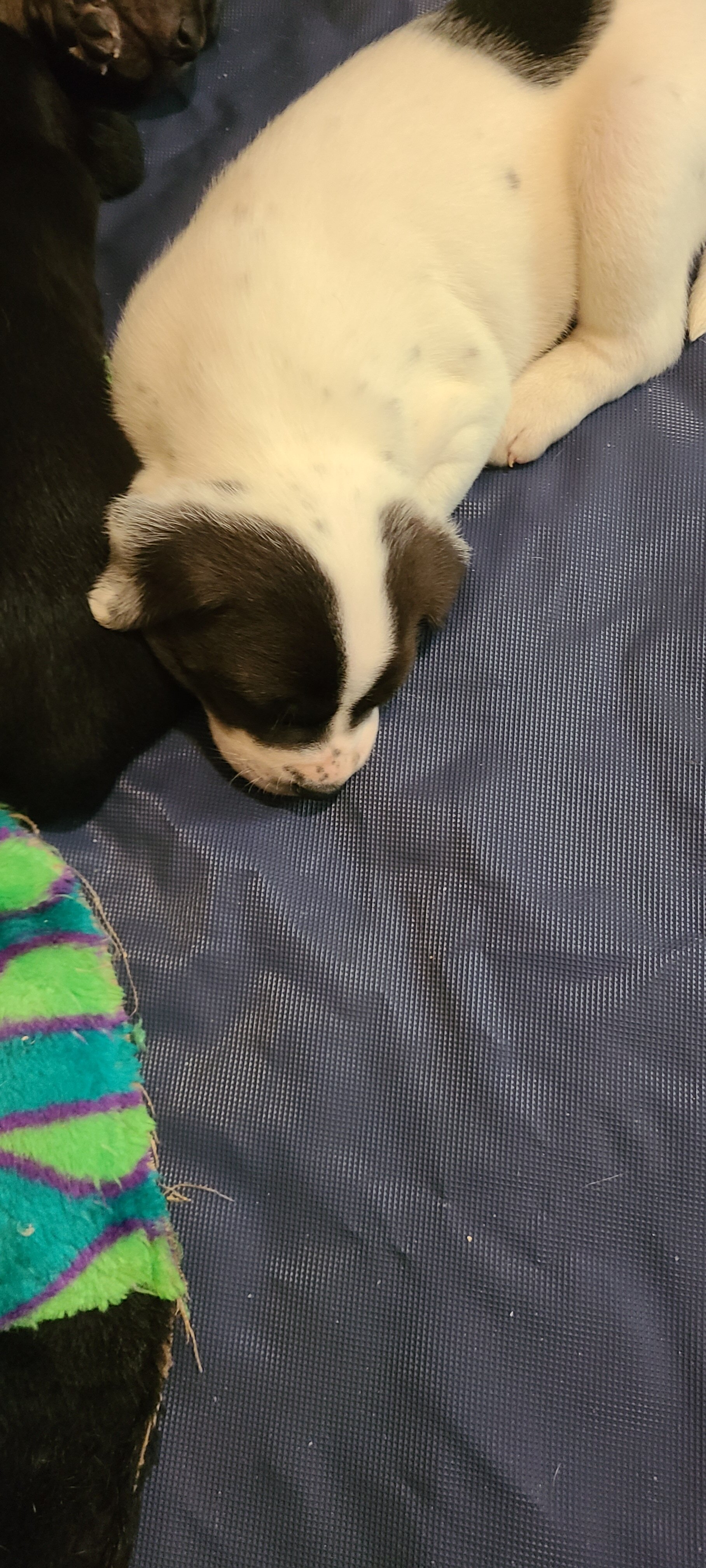Mixed breed puppies for sale image 5