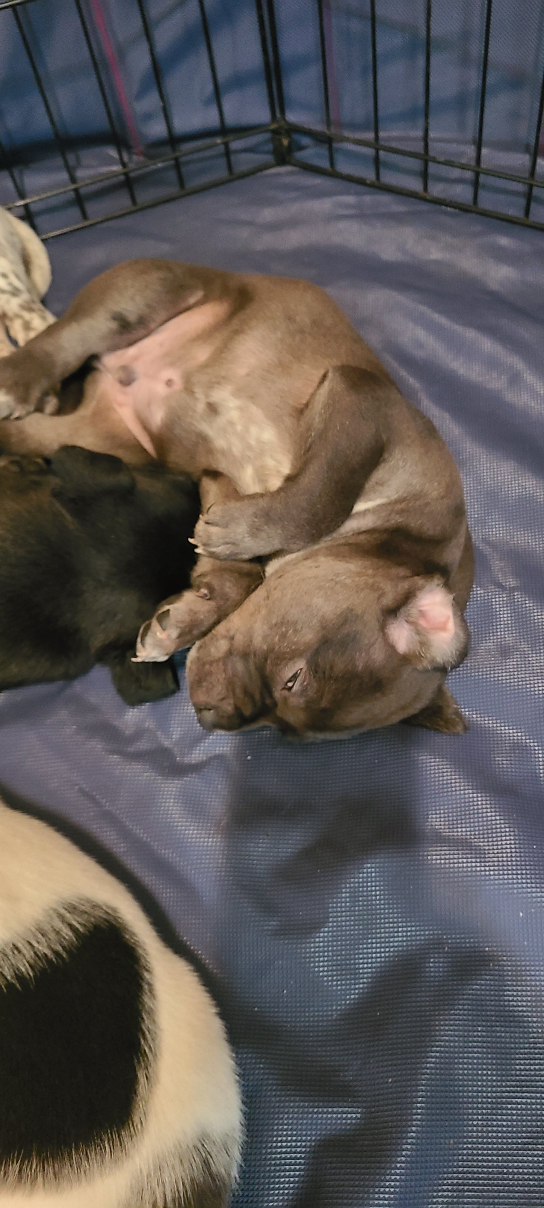 Mixed breed puppies for sale image 6