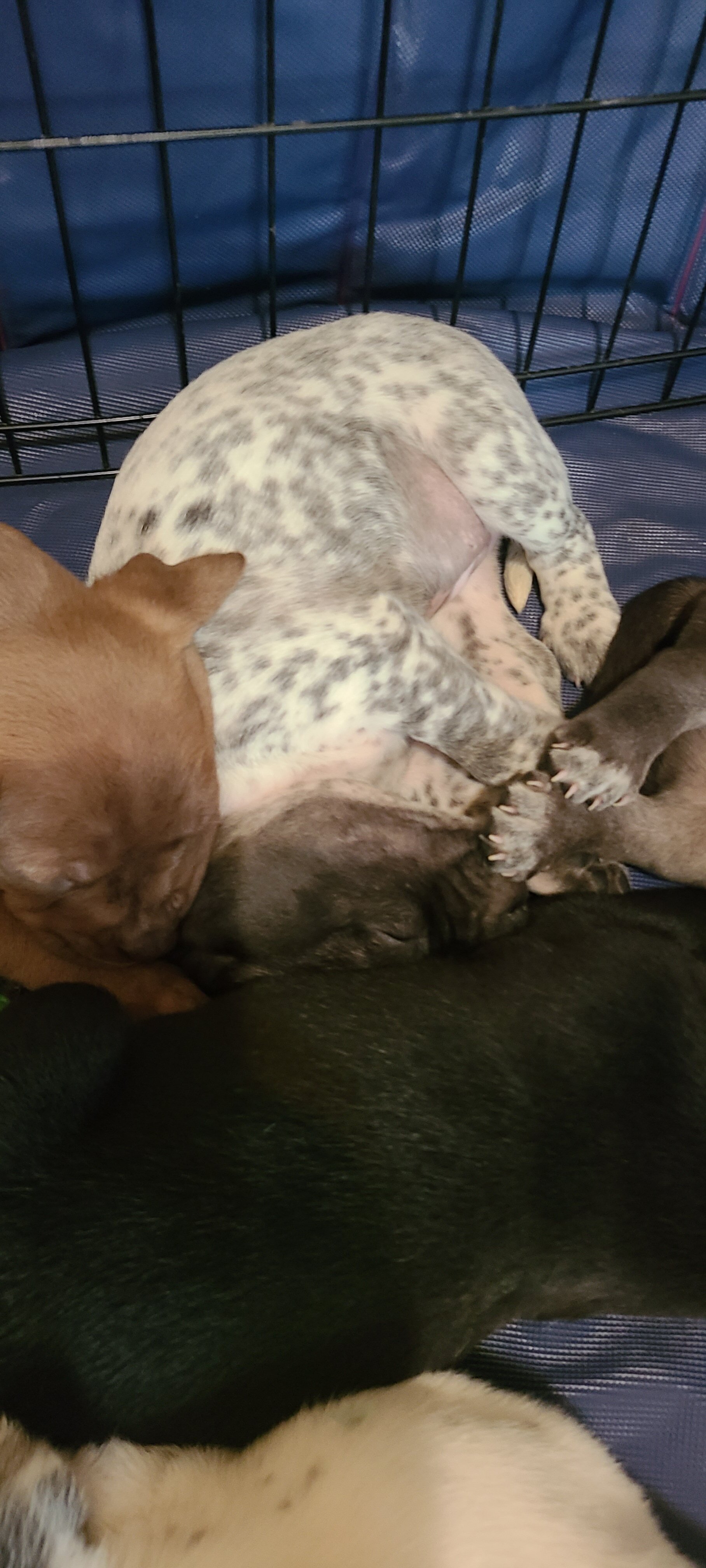 Mixed breed puppies for sale image 2