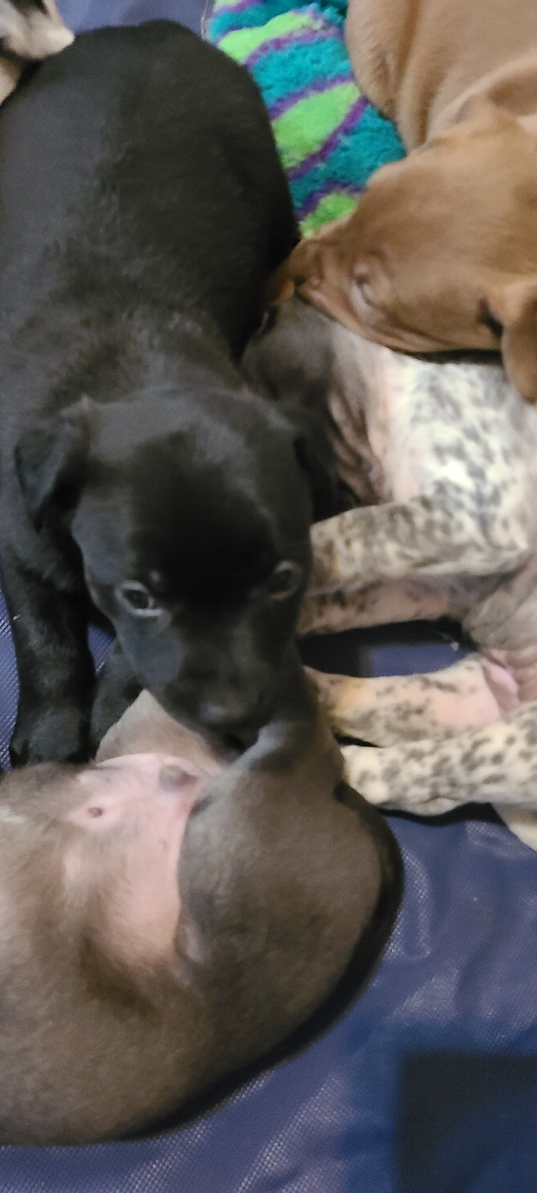 Mixed breed puppies for sale image 4