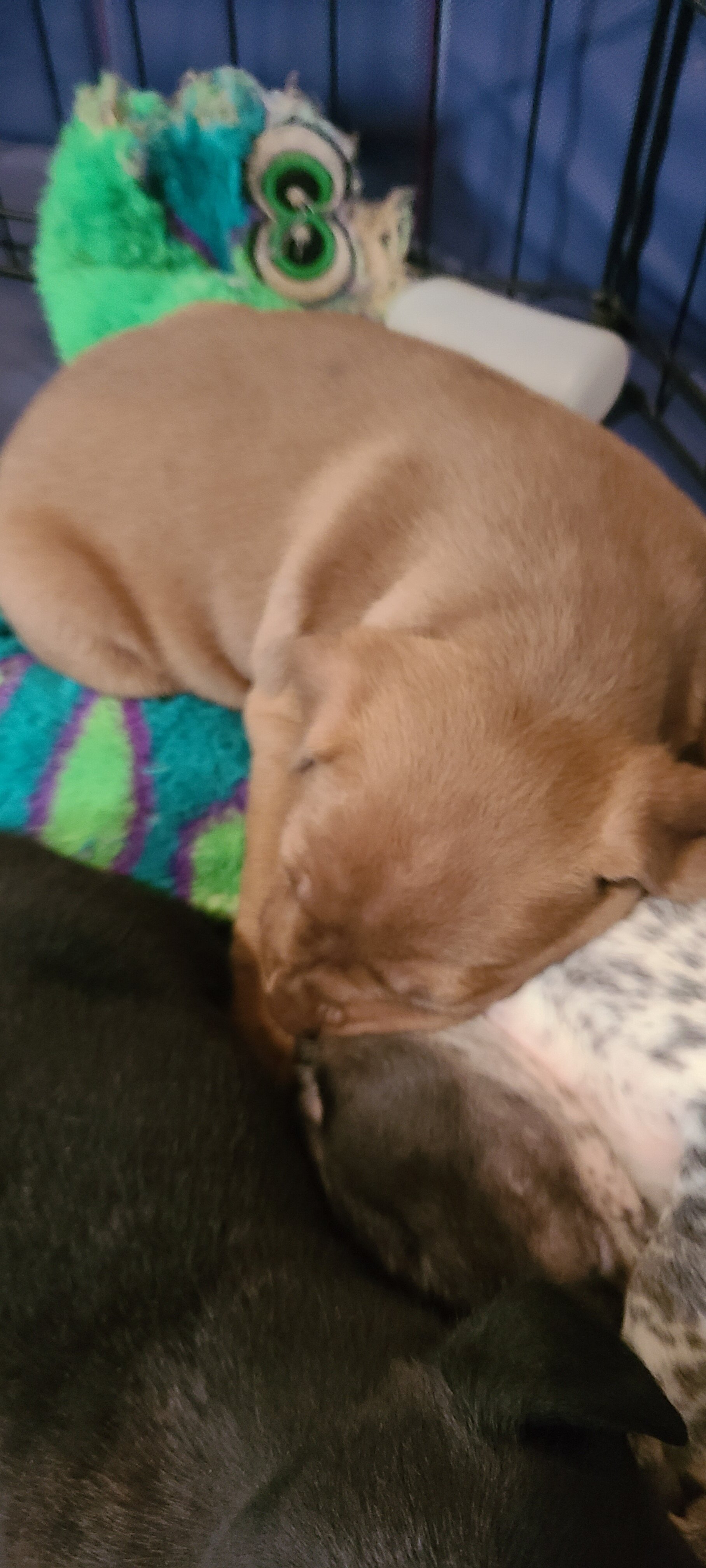 Mixed breed puppies for sale image 3