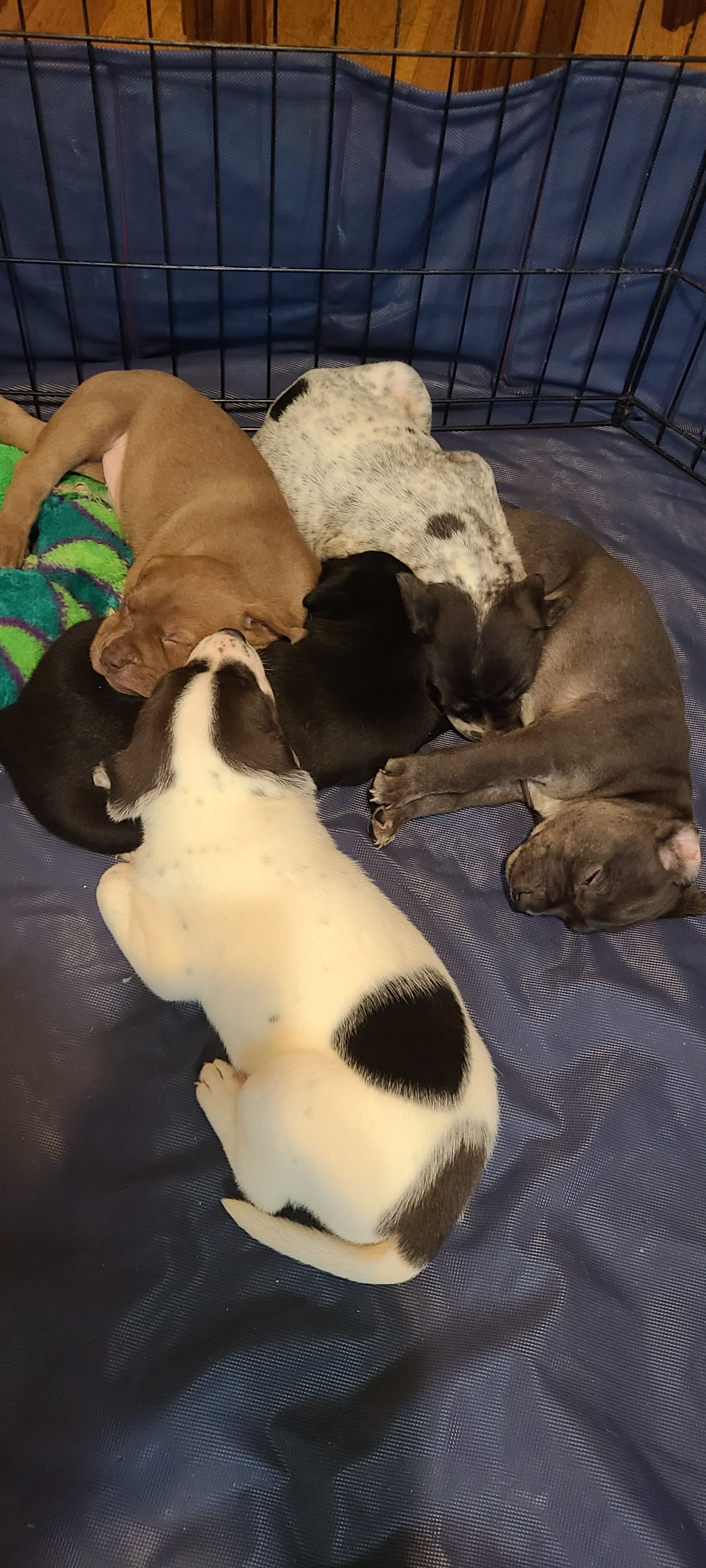 Mixed breed puppies for sale image 1