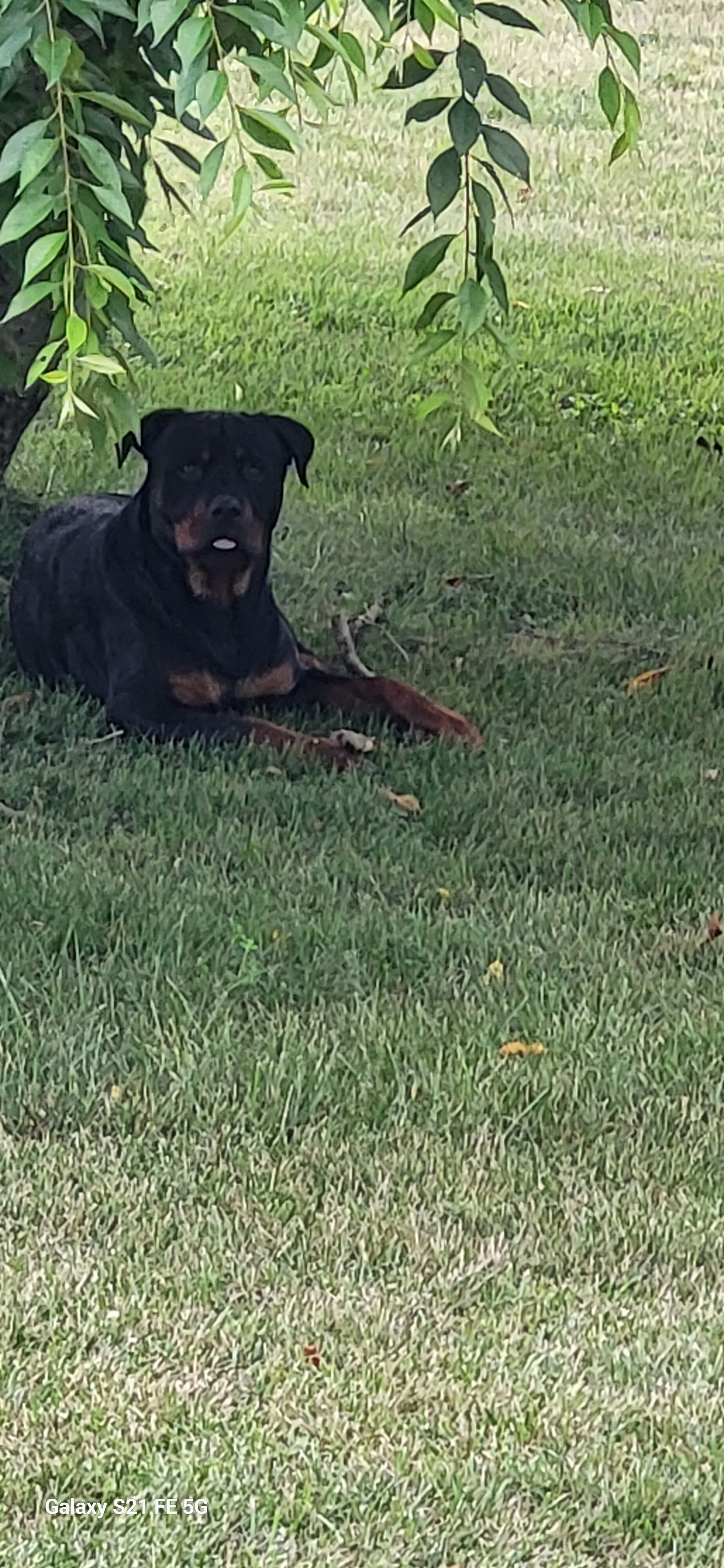 Buddy image 4