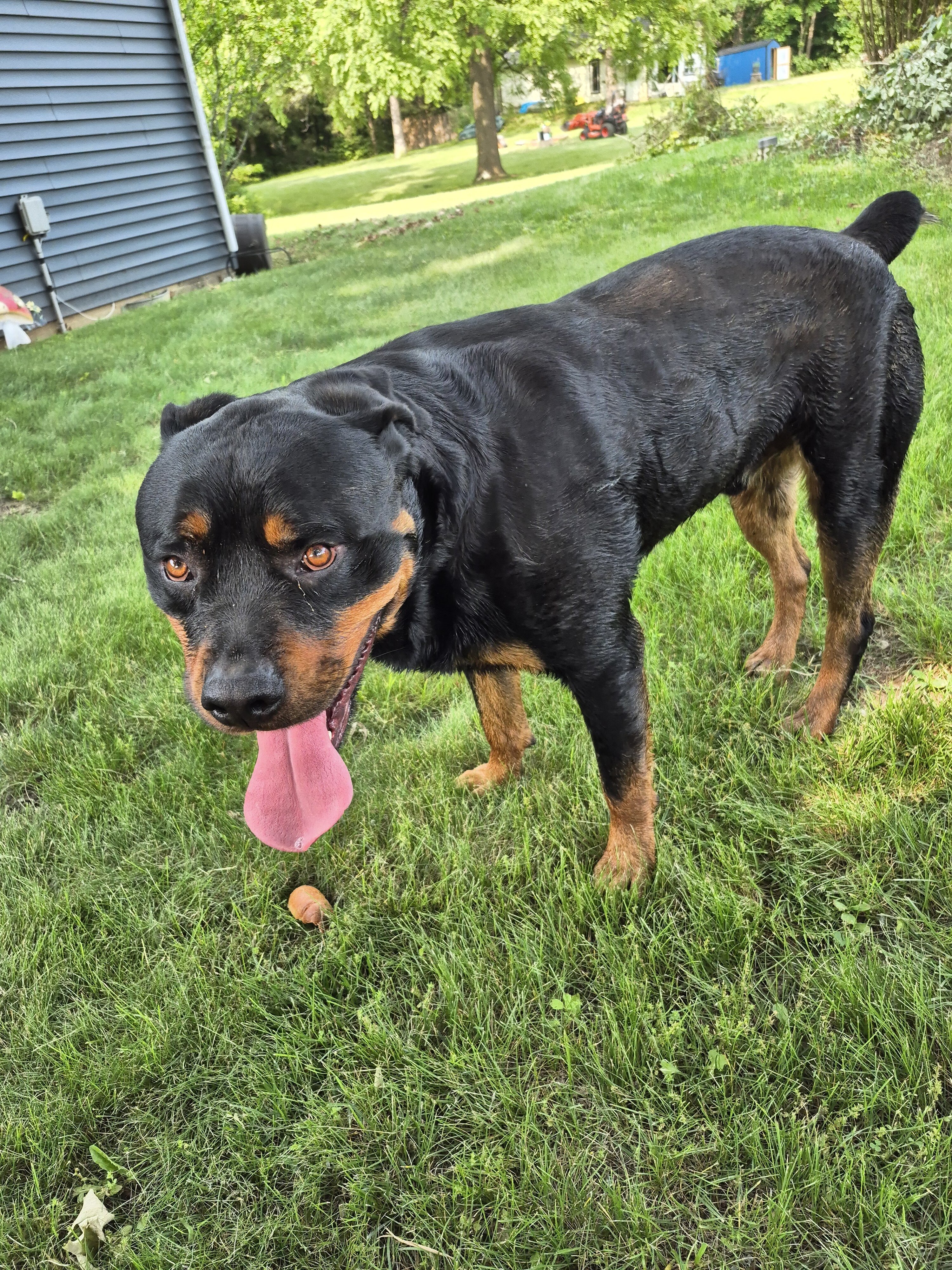 Buddy image 3