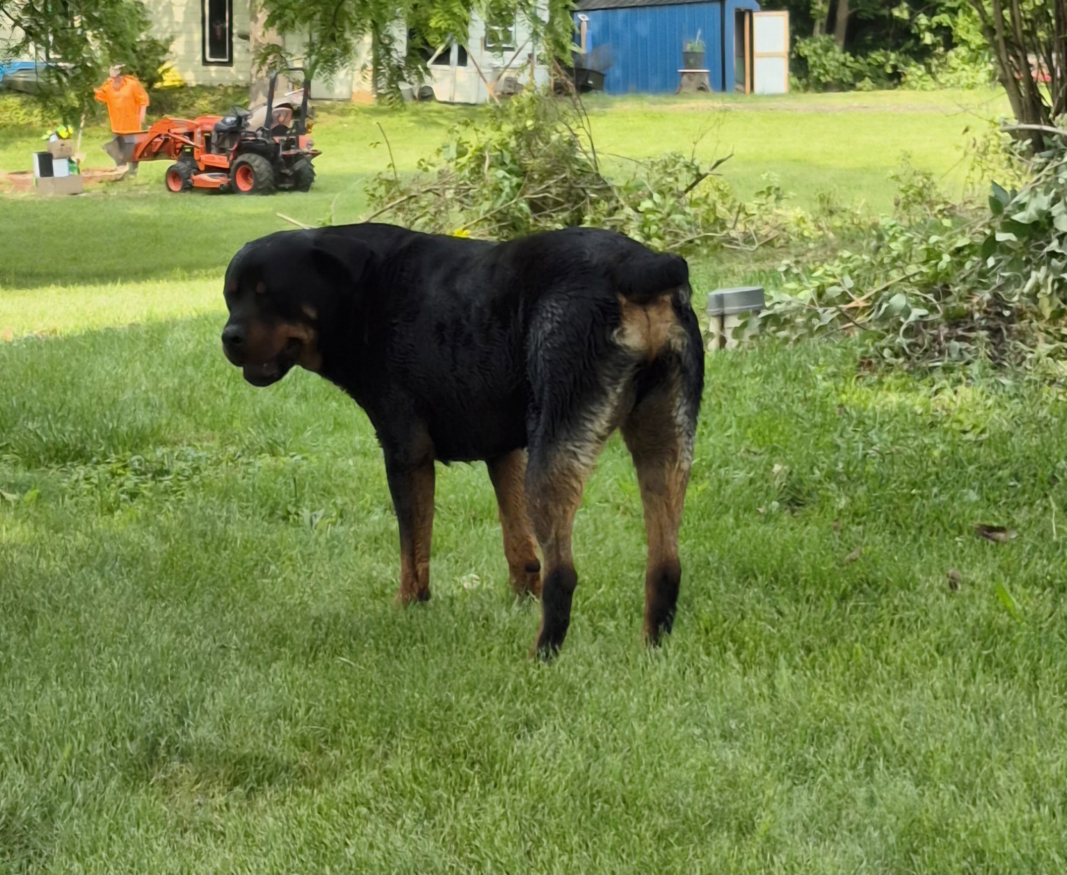 Buddy image 2