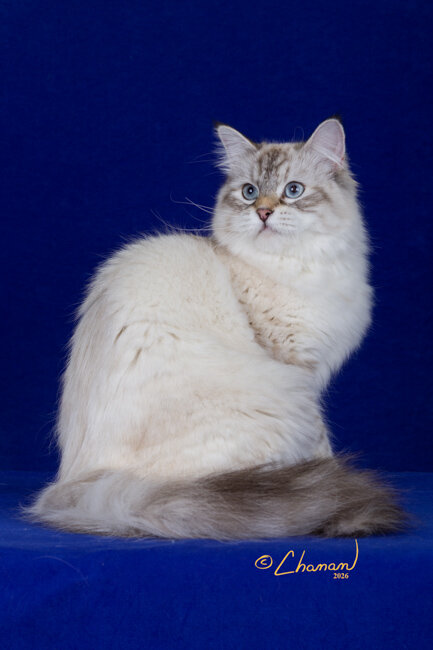 Siberian Kittens image 3