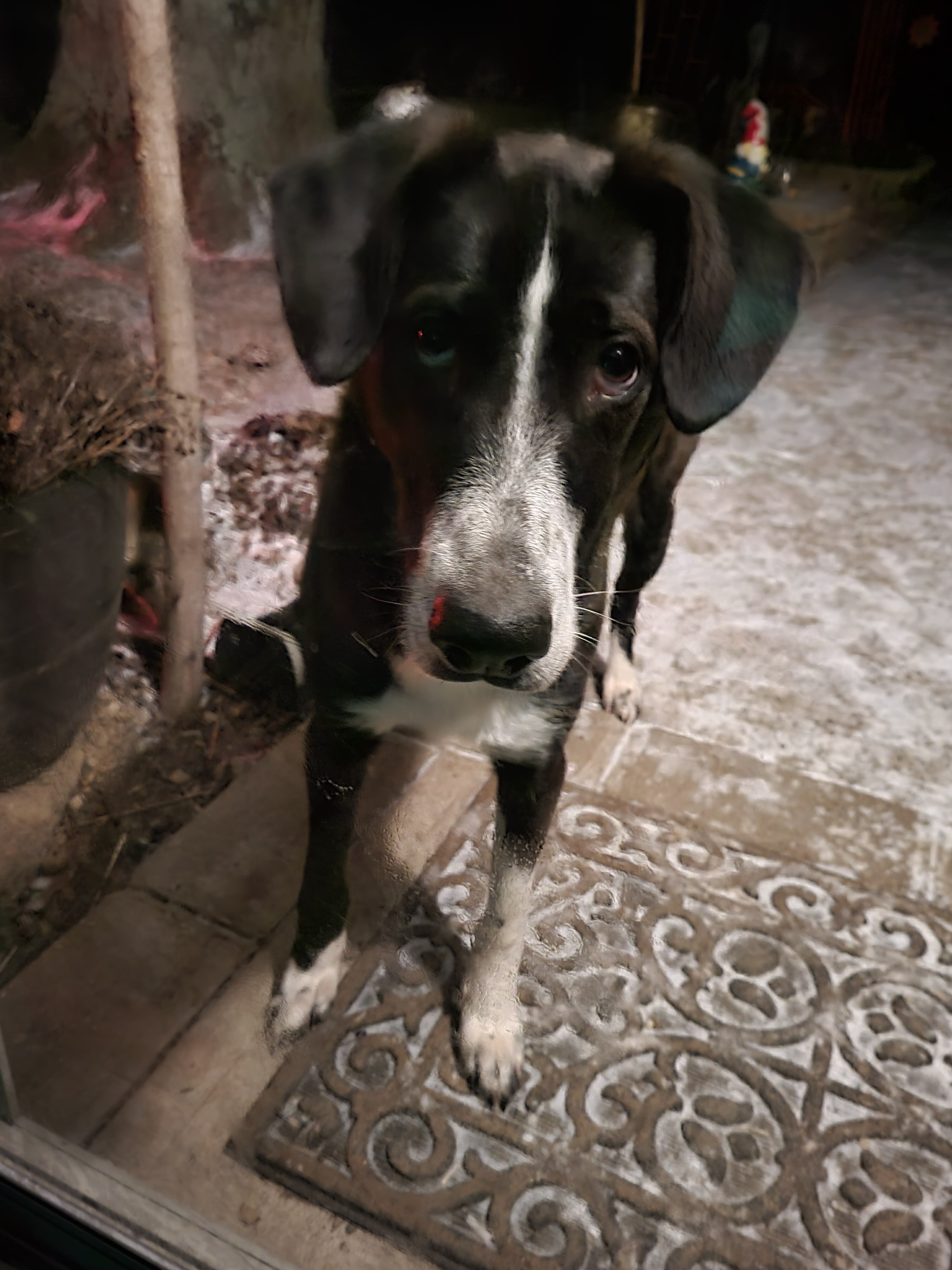 Bobby image 1