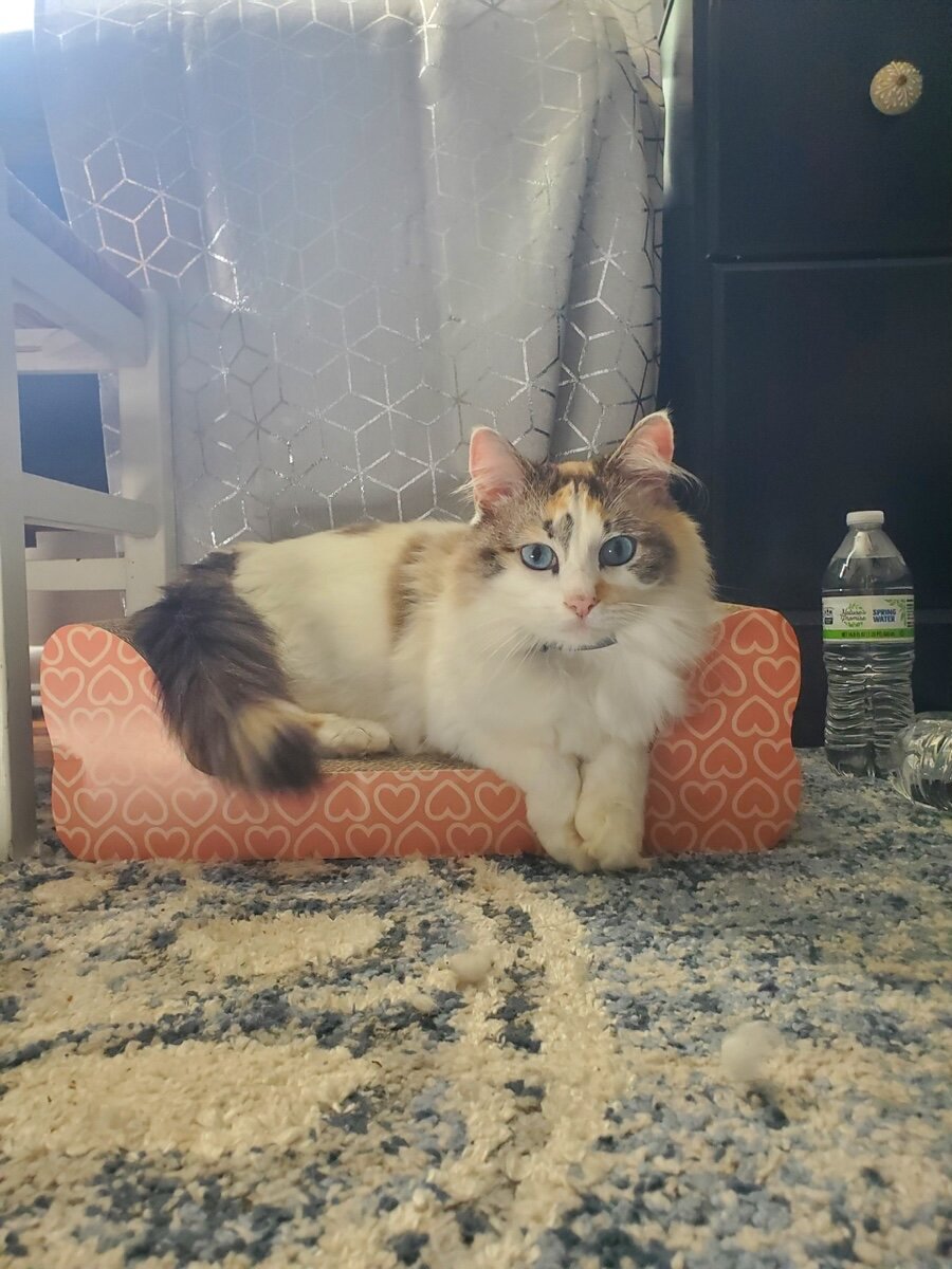 Sky - Ragdoll Female, 5 years image 5