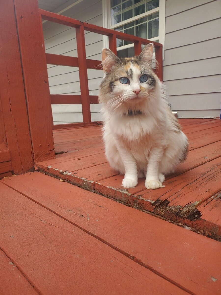 Sky - Ragdoll Female, 5 years image 4