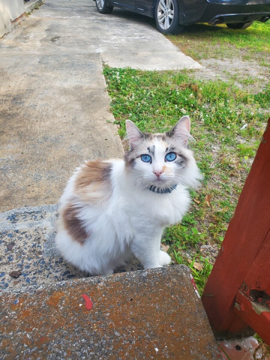 Sky - Ragdoll Female, 5 years image 1