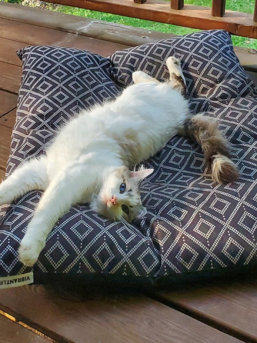 Sky - Ragdoll Female, 5 years image 2