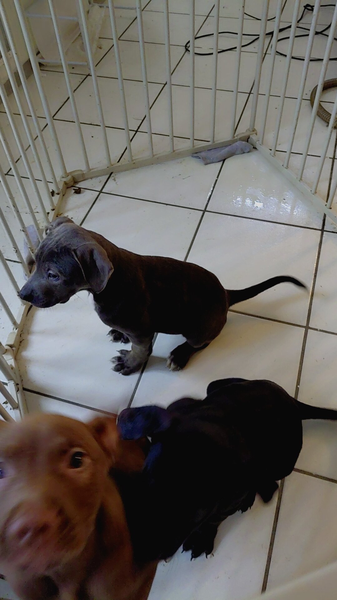 XL Bully Puppies Need Rehoming image 5