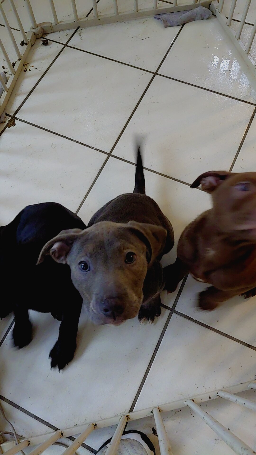 XL Bully Puppies Need Rehoming image 6