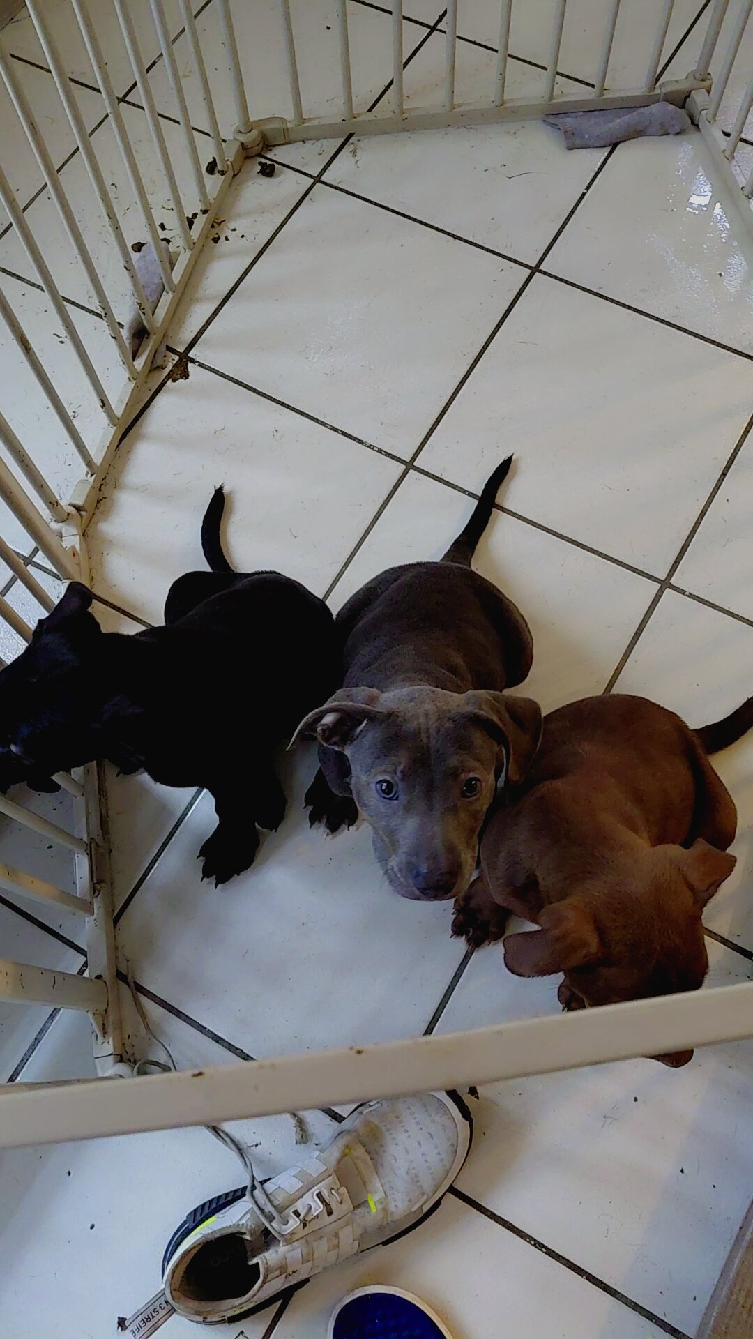 XL Bully Puppies Need Rehoming image 4