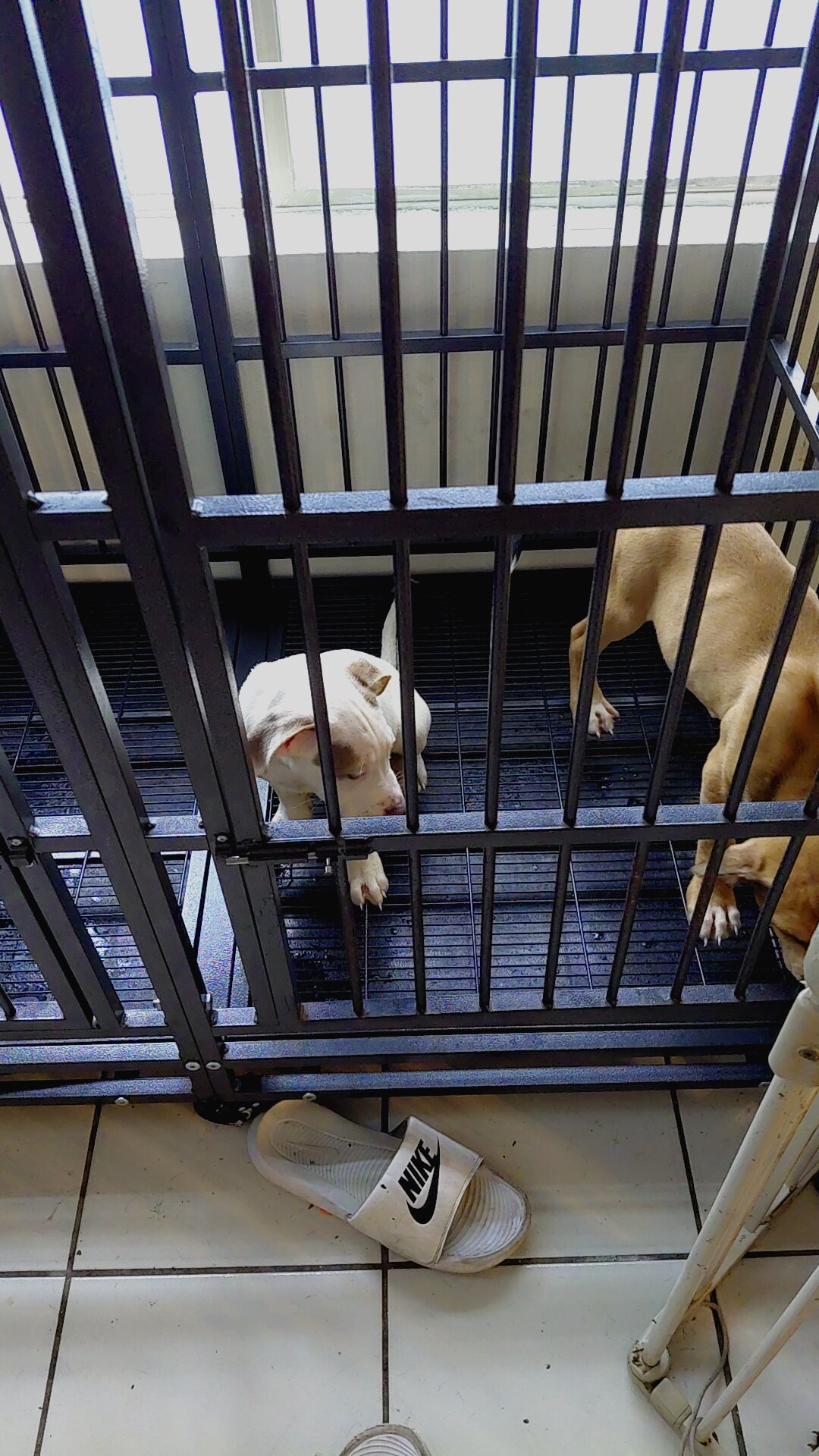 XL Bully Puppies Need Rehoming image 2