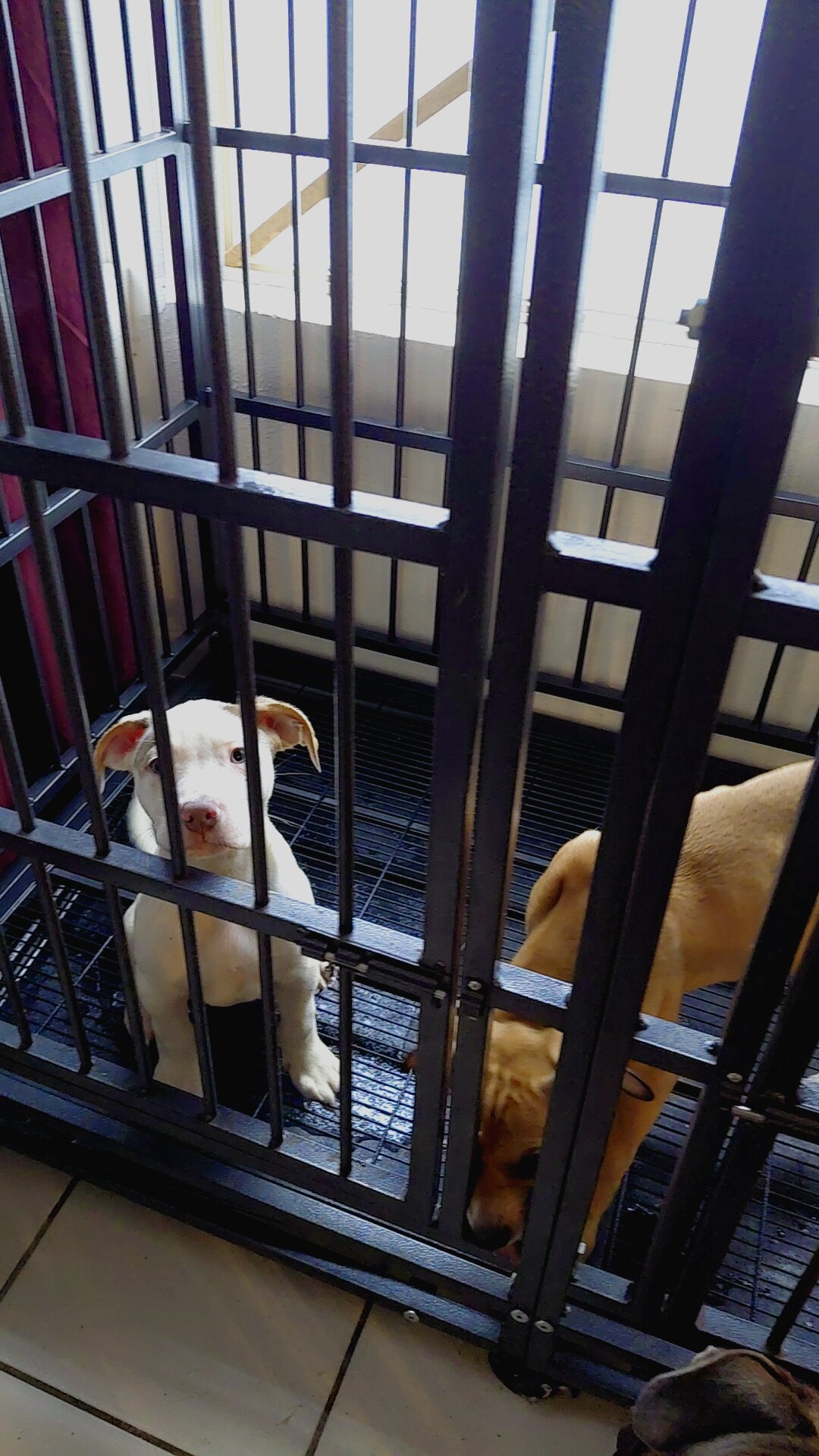 XL Bully Puppies Need Rehoming image 1