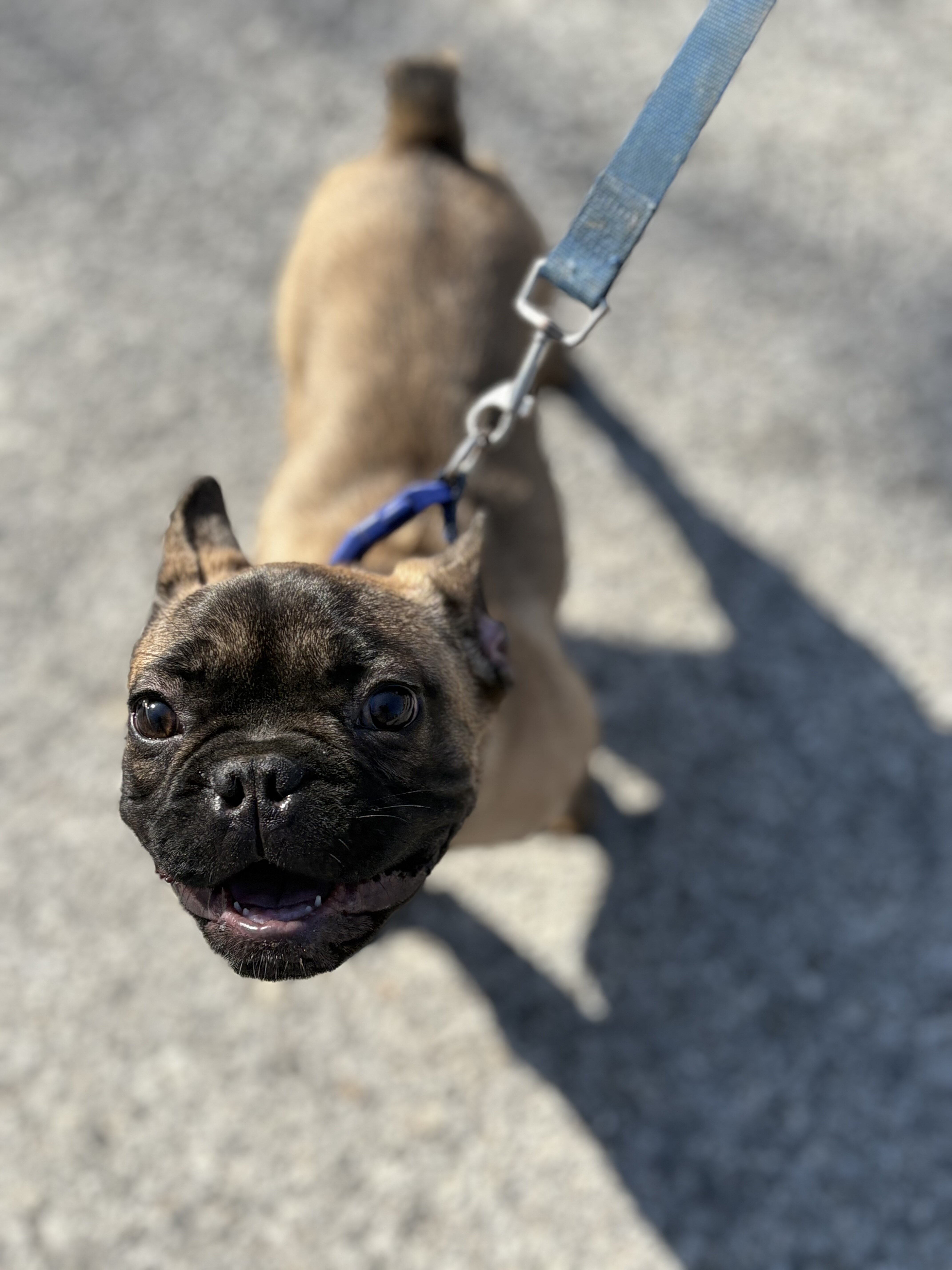 French Bulldog image 1