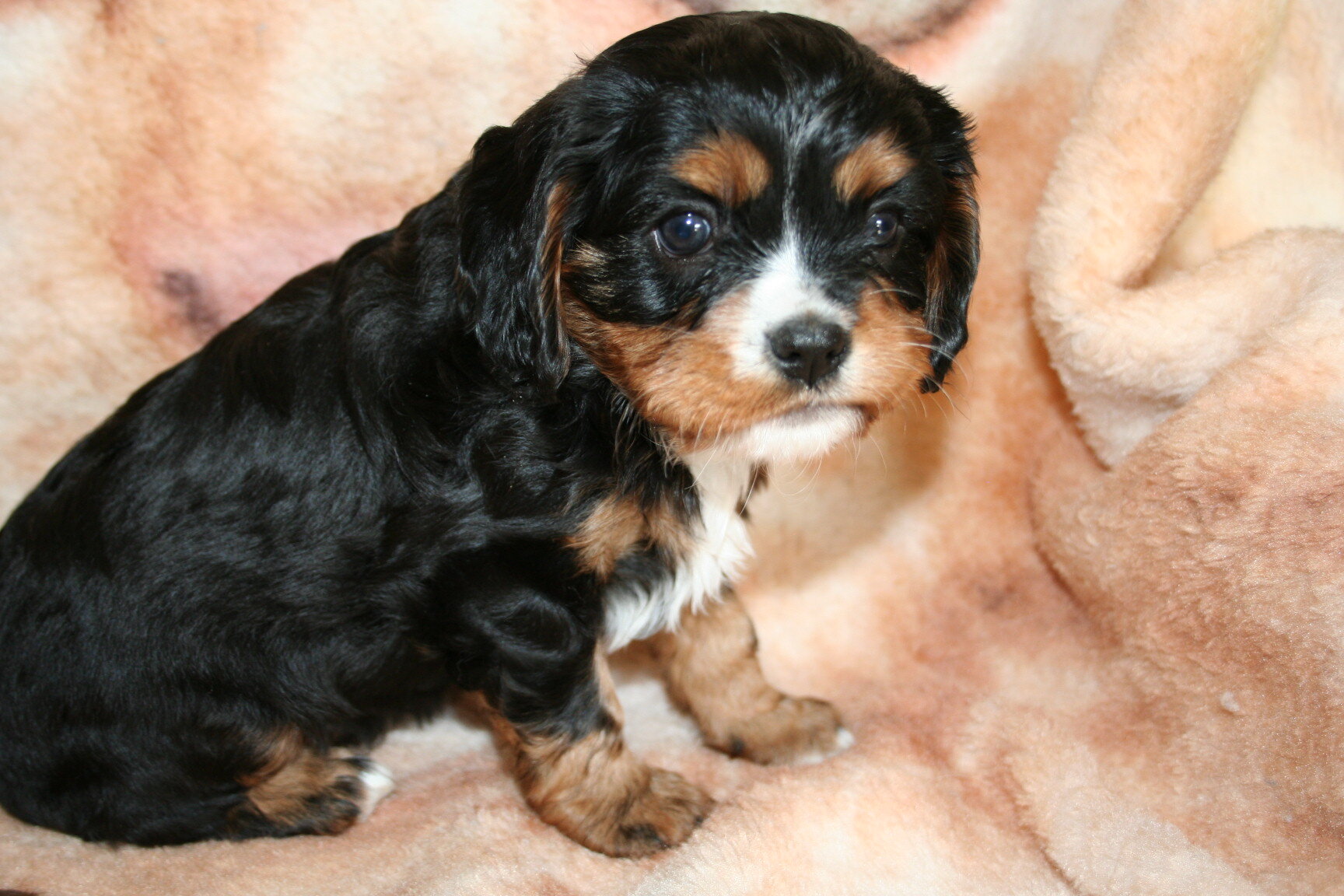 cavalier king charles spaniels puppies image 2
