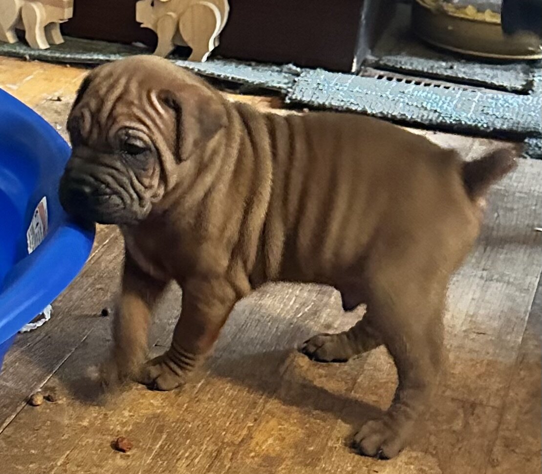Boxer Shar-pei pure breed puppies image 4
