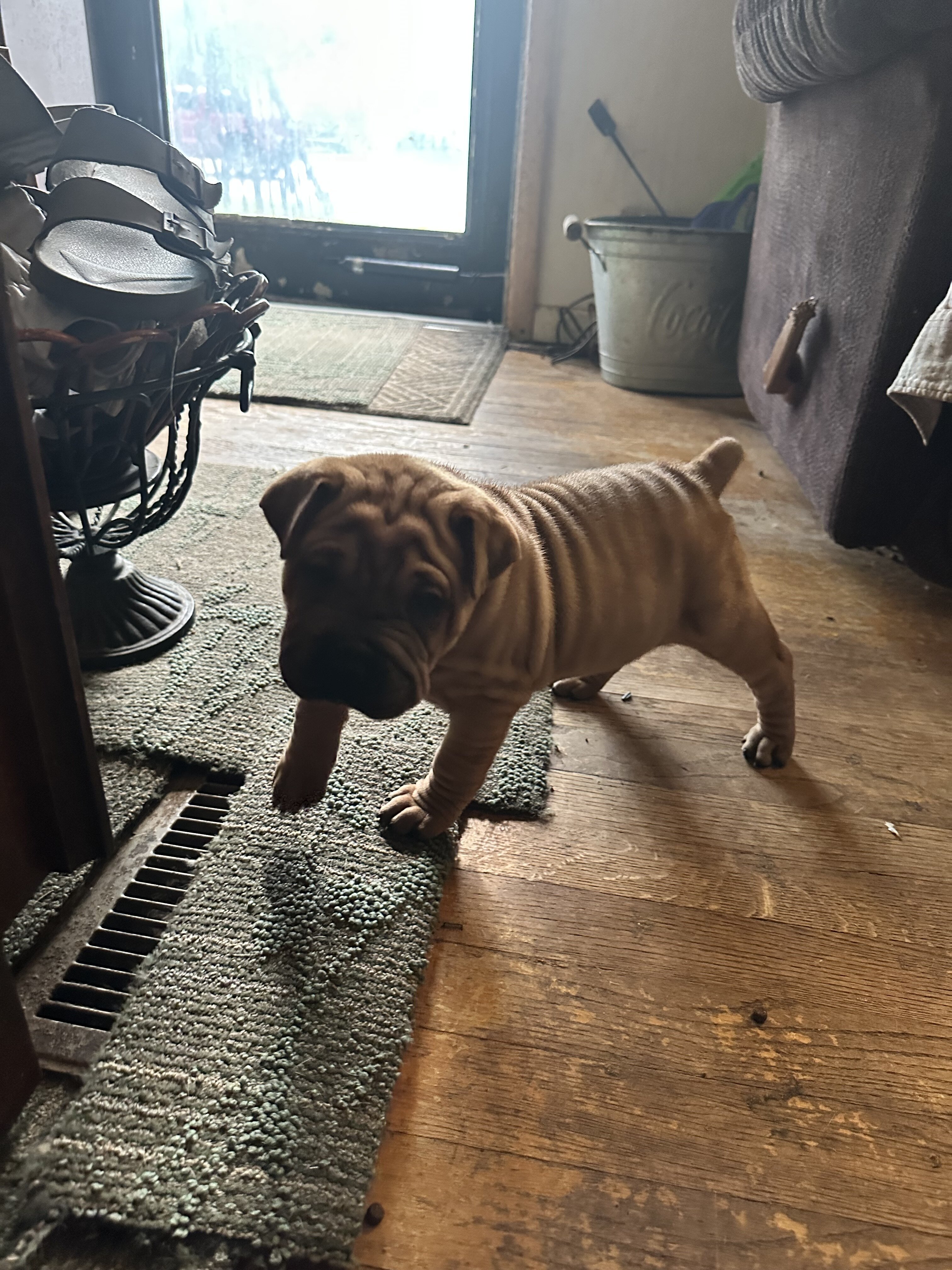 Boxer Shar-pei pure breed puppies image 3