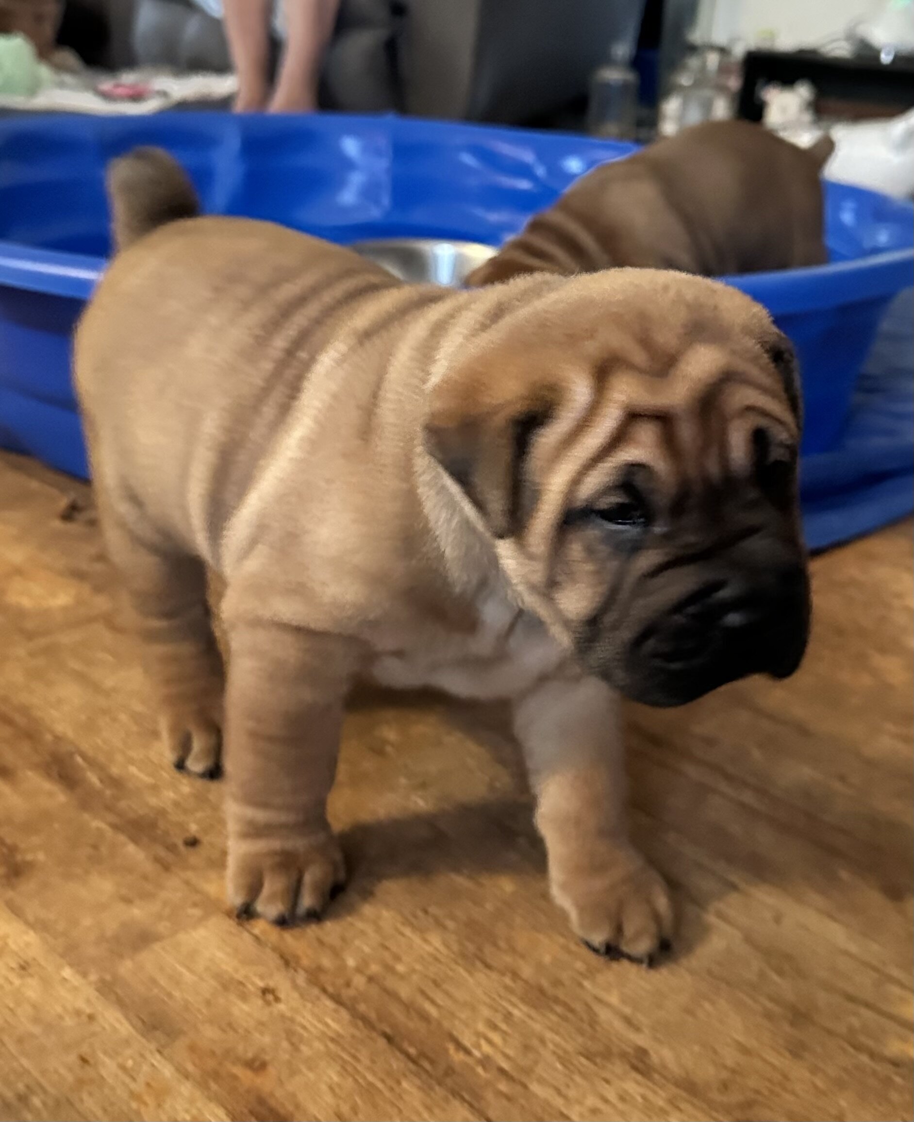 Boxer Shar-pei pure breed puppies image 2