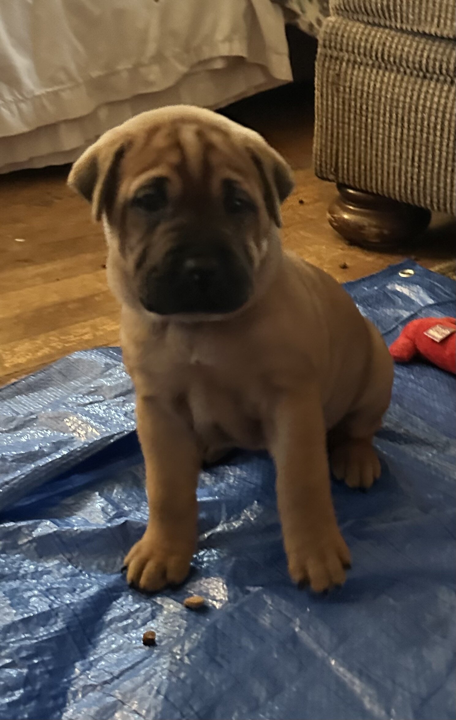 Boxer Shar-pei pure breed puppies image 1
