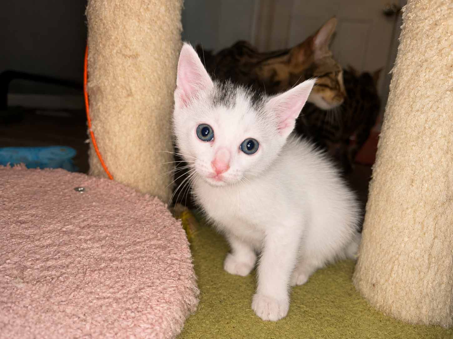 Khao Manne Kitten image 2