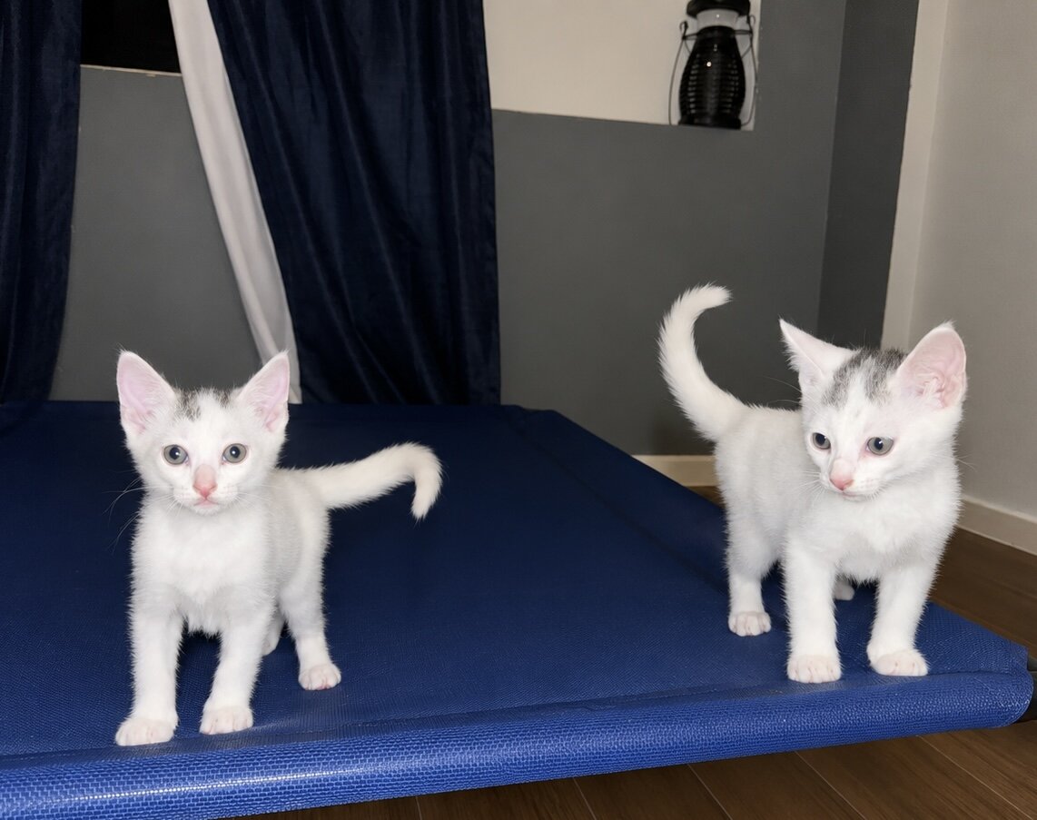 Khao Manne Kitten image 4