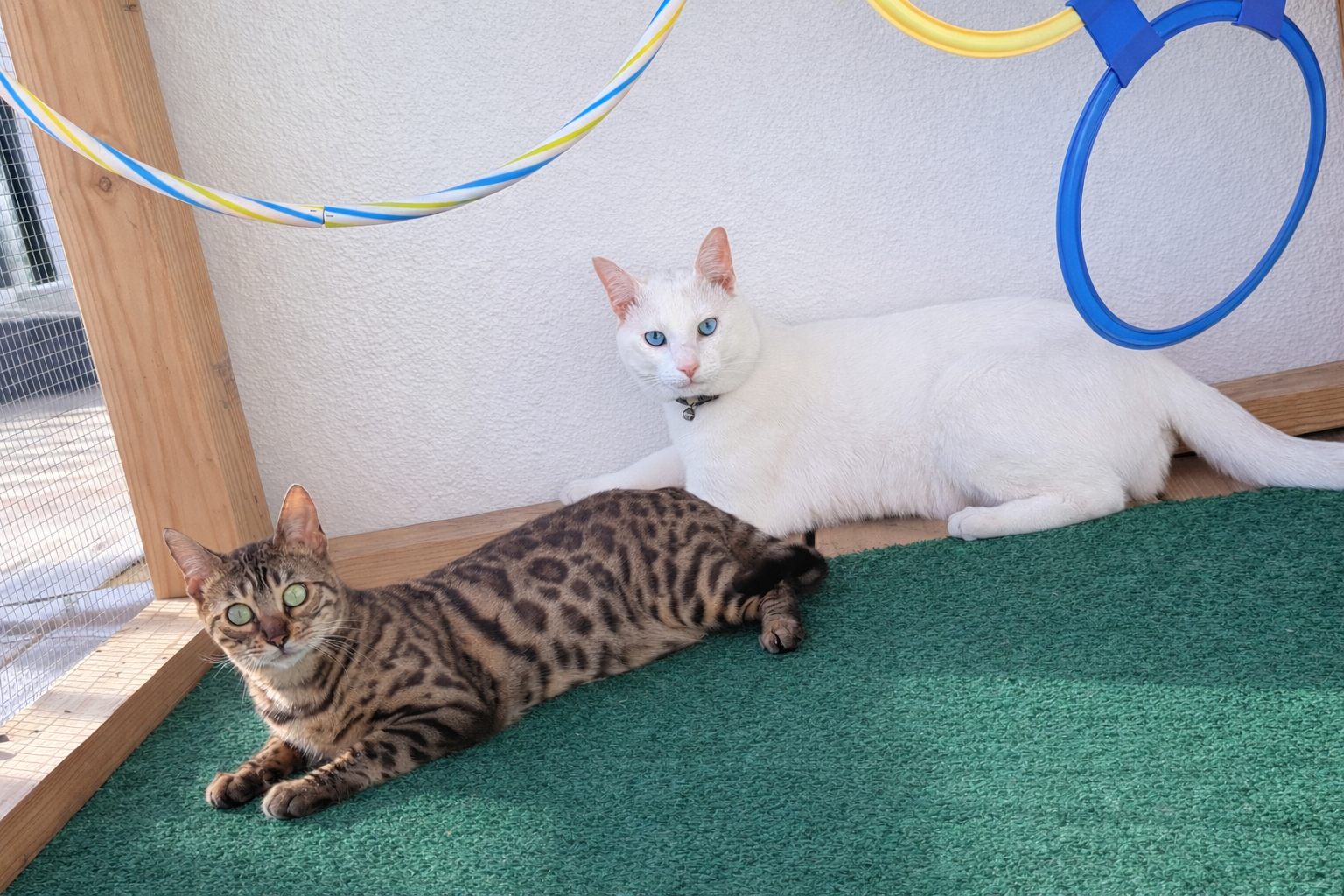 Khao Manne Kitten image 3