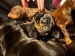 AKC Doberman puppies image 1