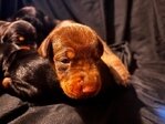 AKC Doberman puppies image 2