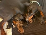 AKC Doberman puppies image 3