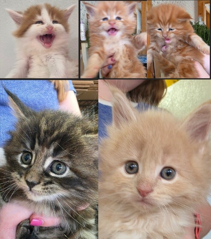 Purebred Maine Coon Kittens- 8-10 wks image 1