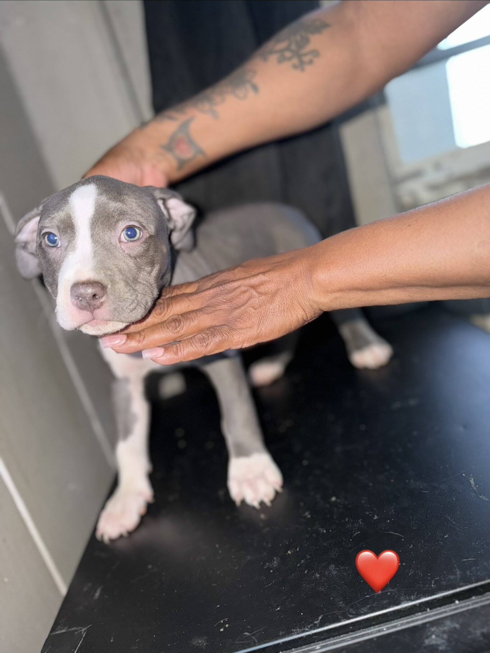 Pitbull puppies image 7