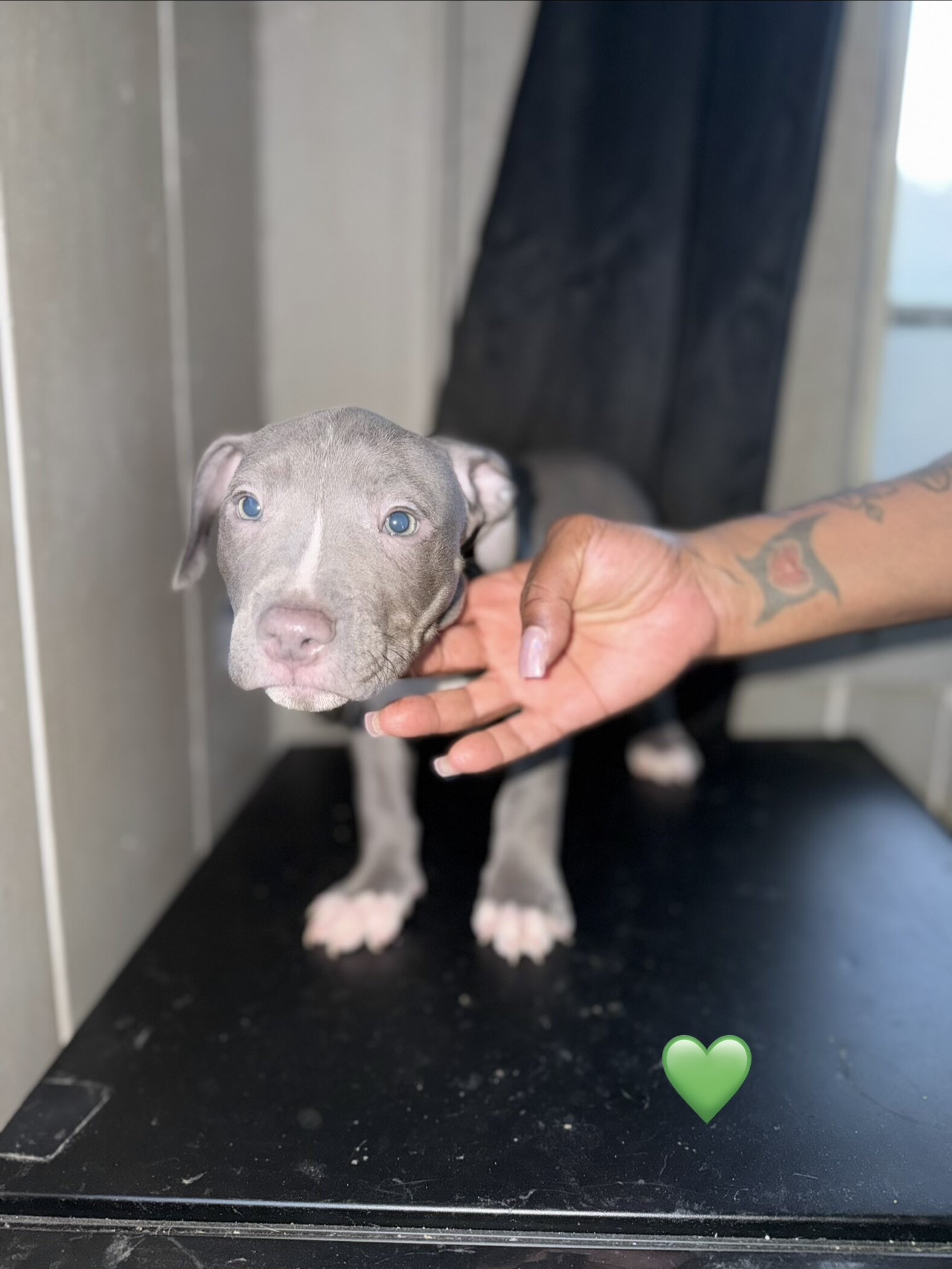 Pitbull puppies image 2
