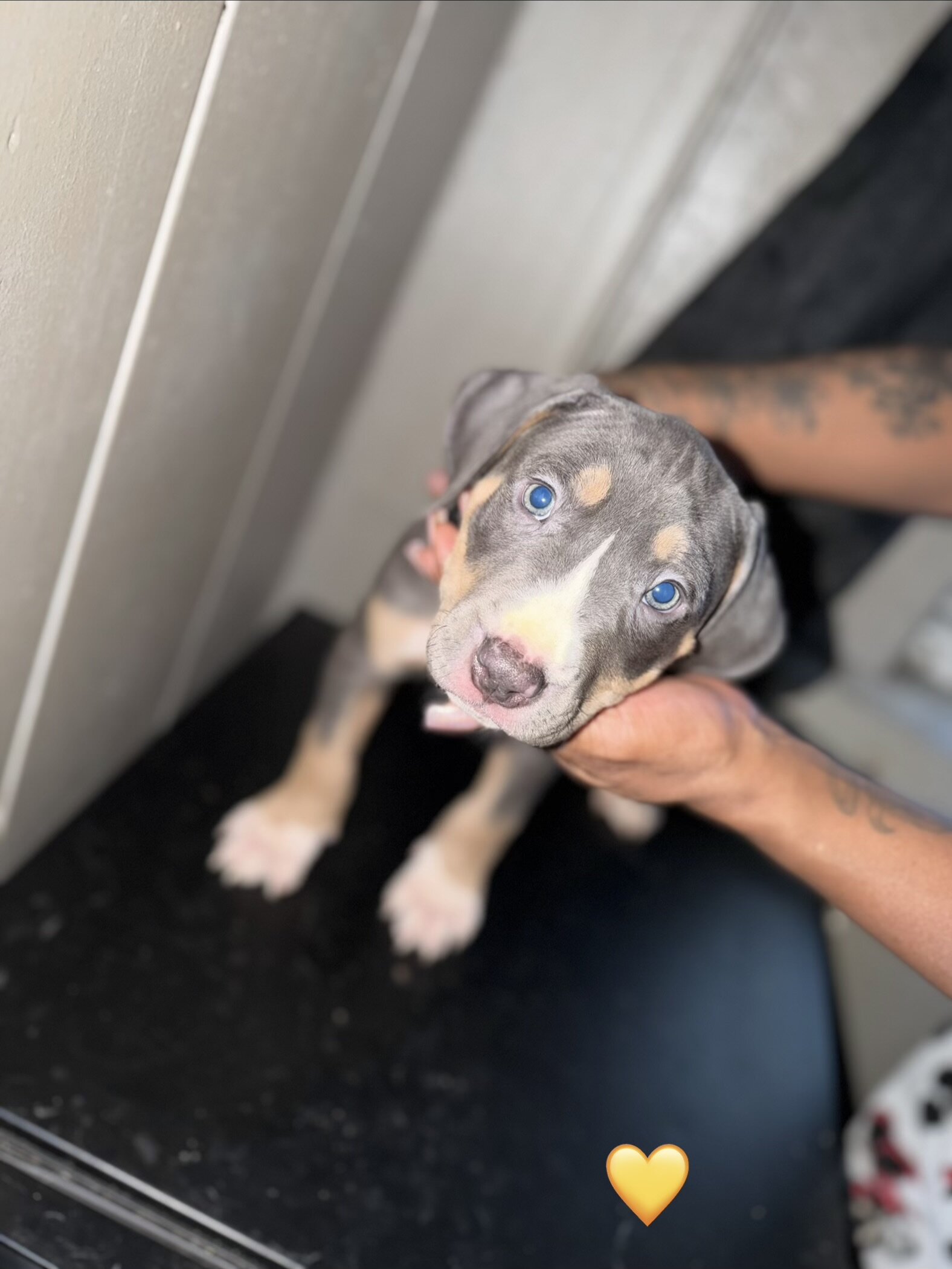 Pitbull puppies image 5